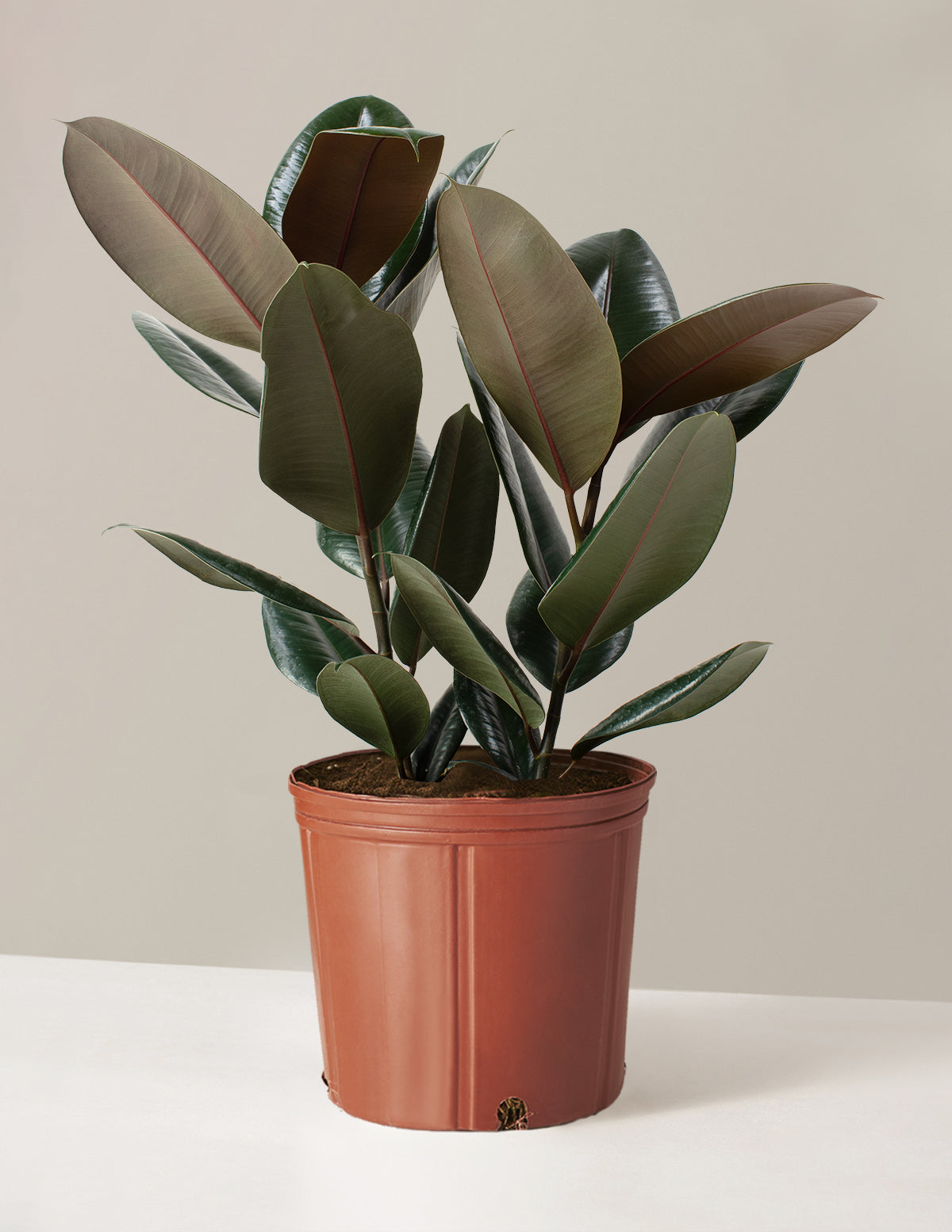 Ficus Burgundy Rubber Plant