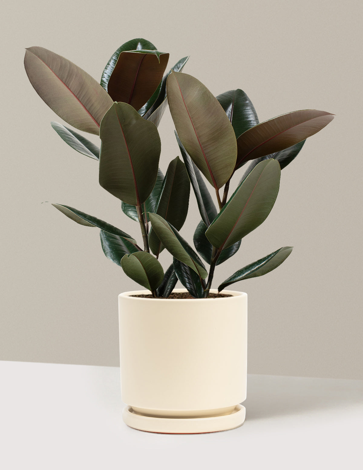 Ficus Burgundy Rubber Plant