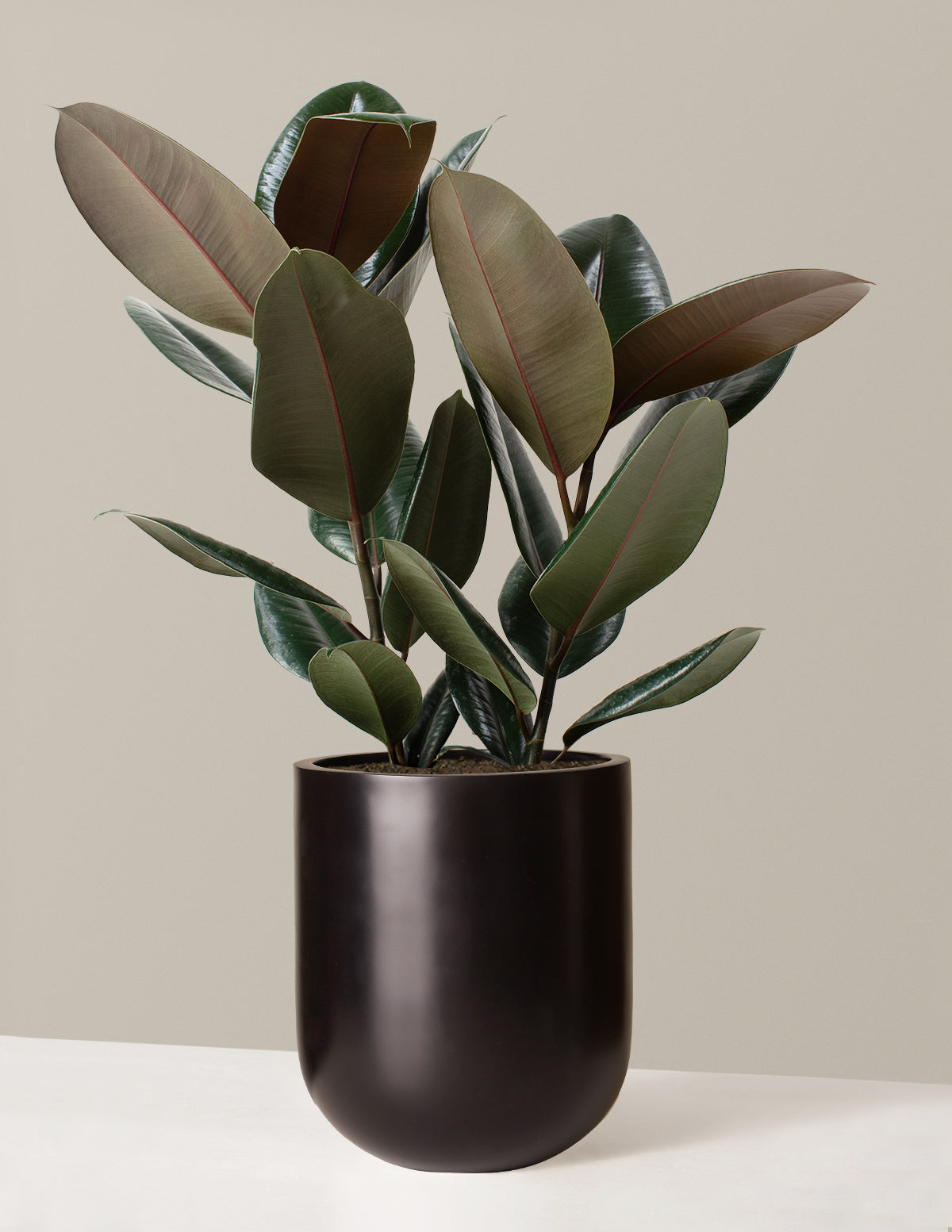Ficus Burgundy Rubber Plant