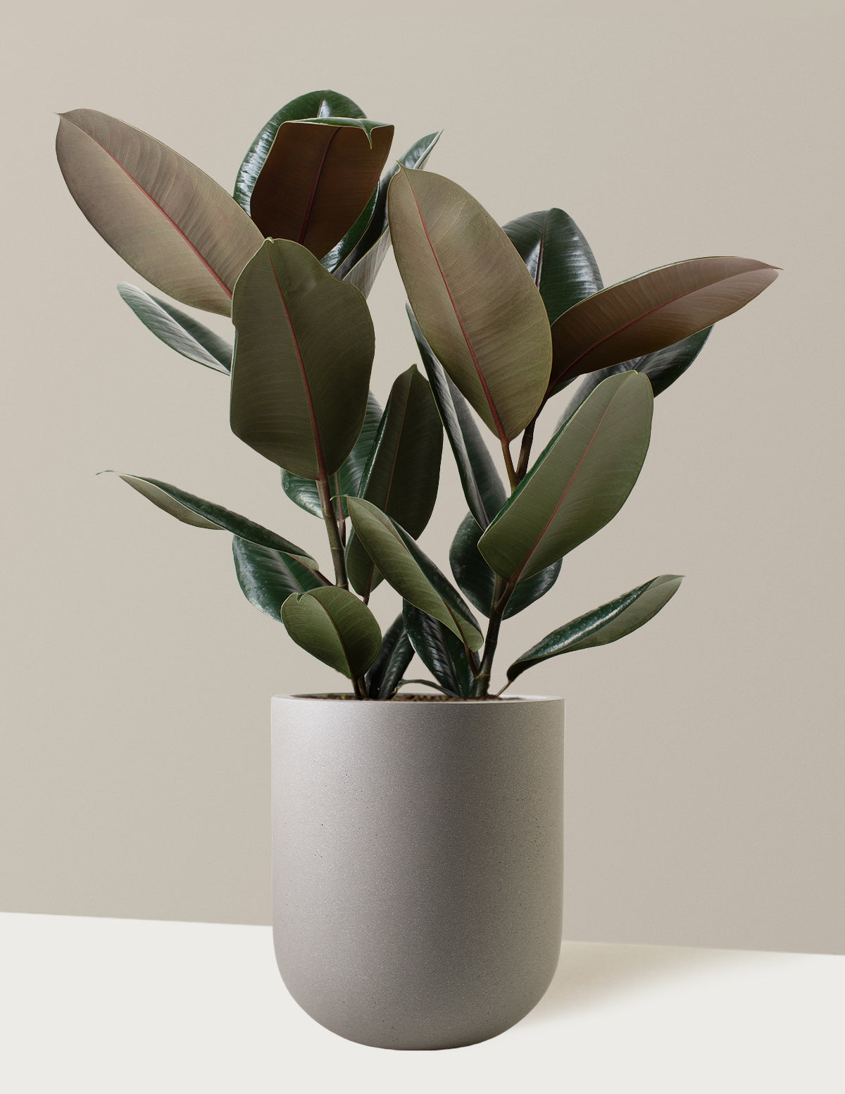 Ficus Burgundy Rubber Plant