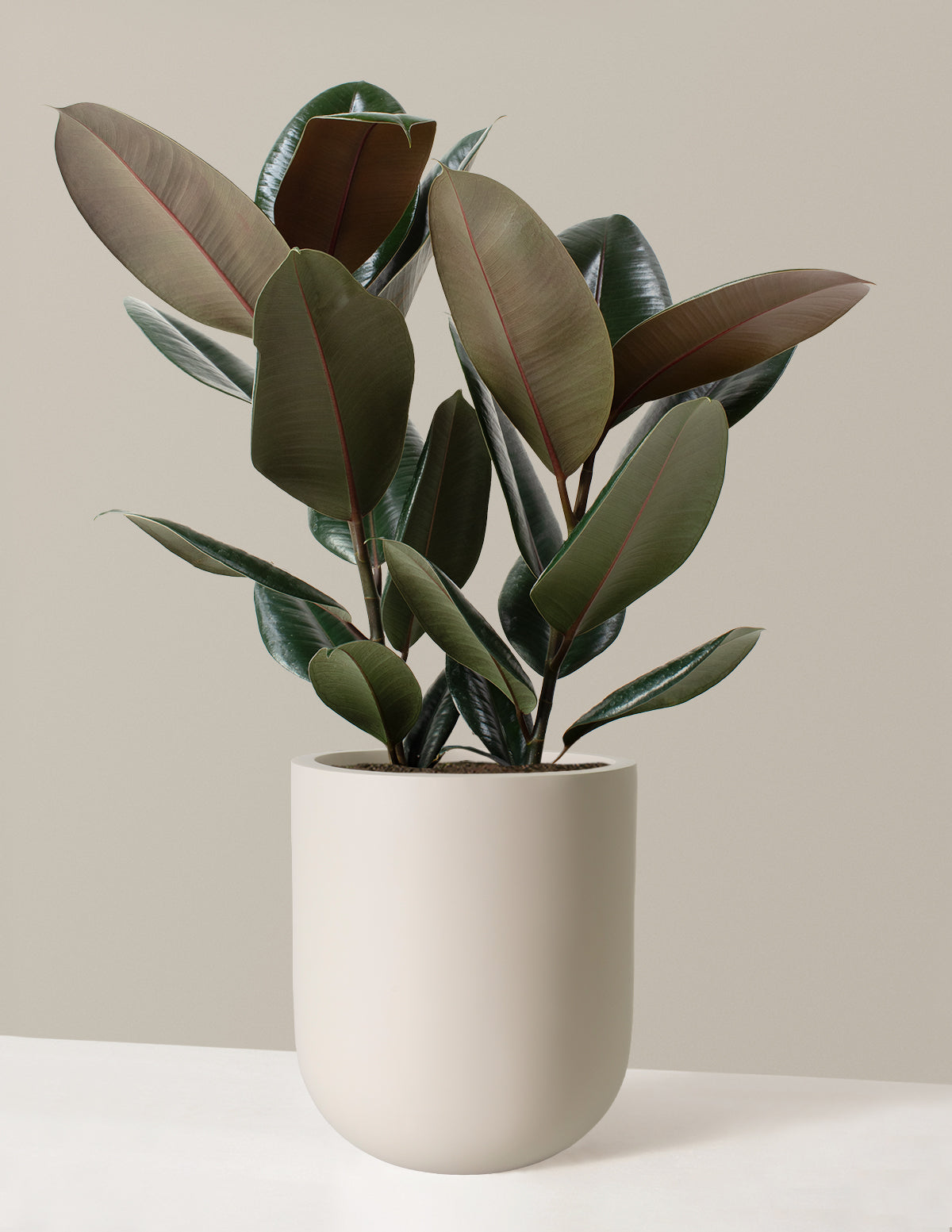 Ficus Burgundy Rubber Plant
