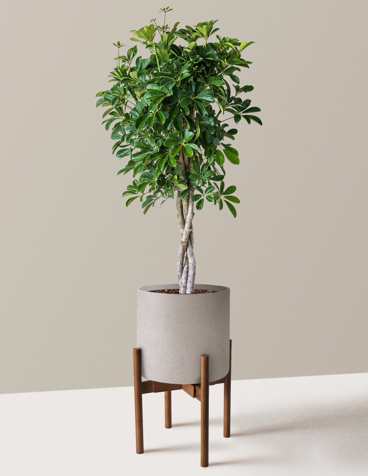 Schefflera Arboricola Braid