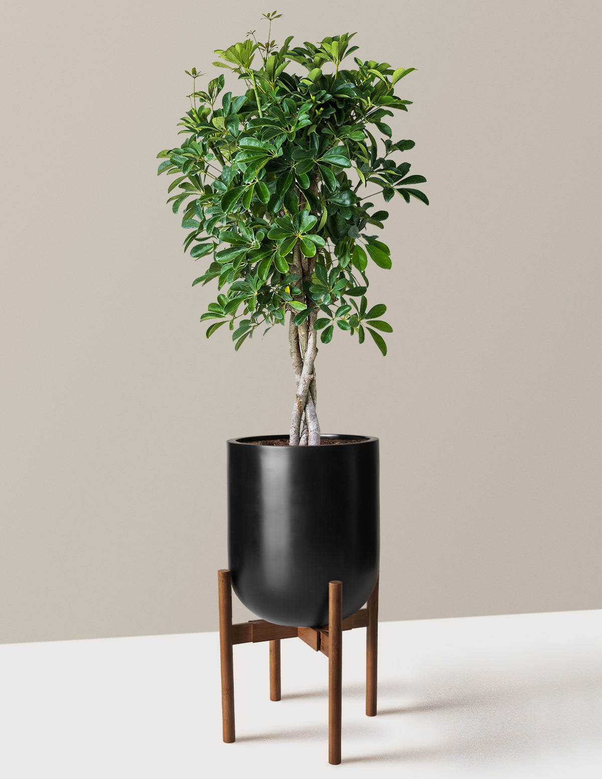 Schefflera Arboricola Braid