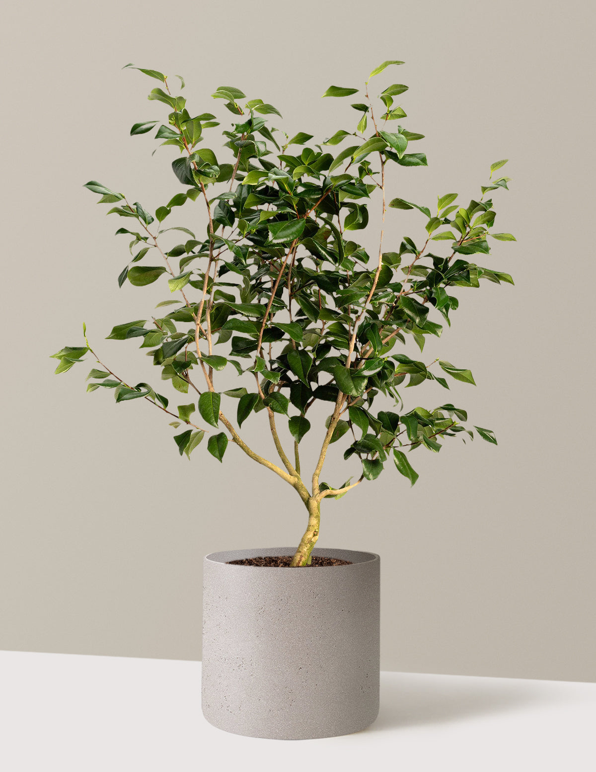 Sea Foam Camellia