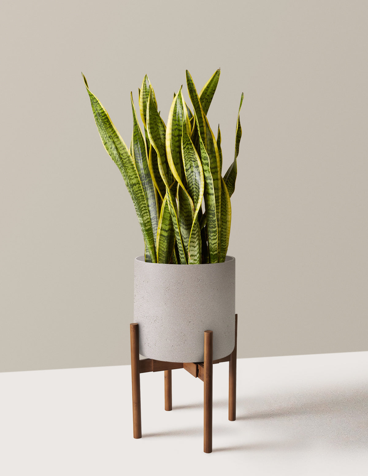 Snake Plant Laurentii