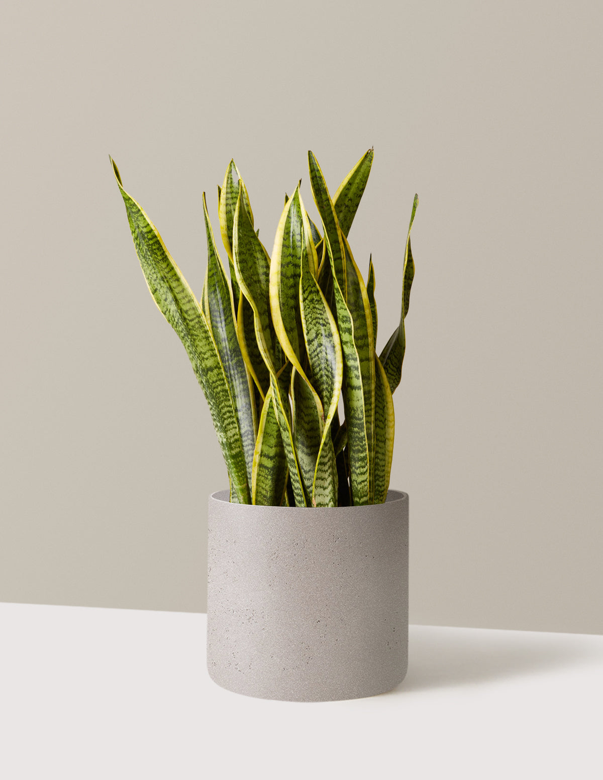 Snake Plant Laurentii