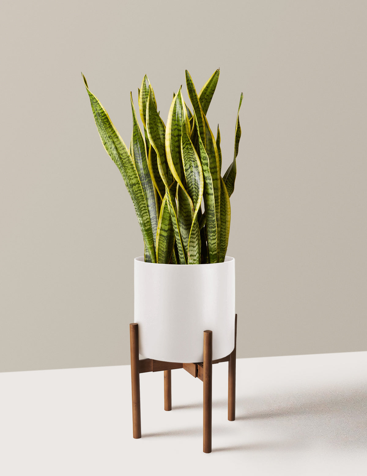 Snake Plant Laurentii