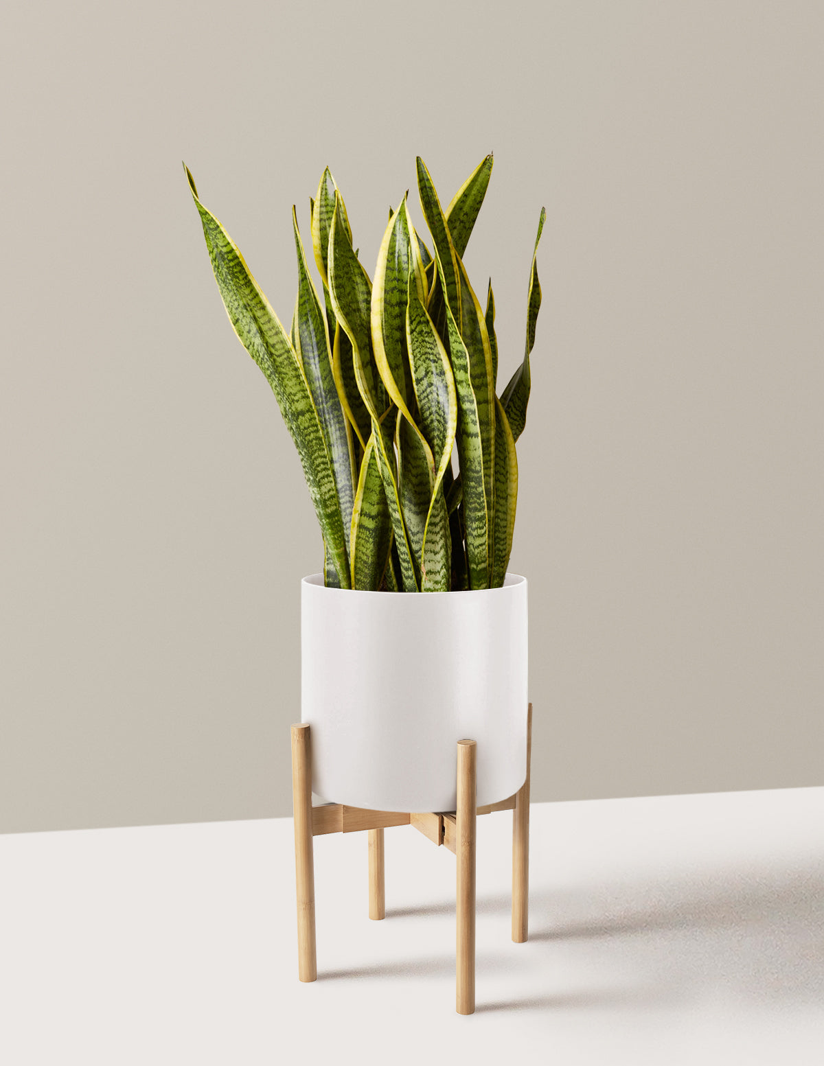 Snake Plant Laurentii
