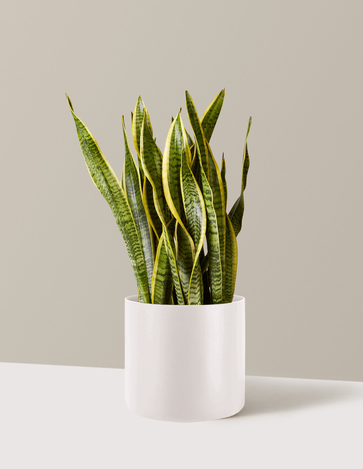 Snake Plant Laurentii