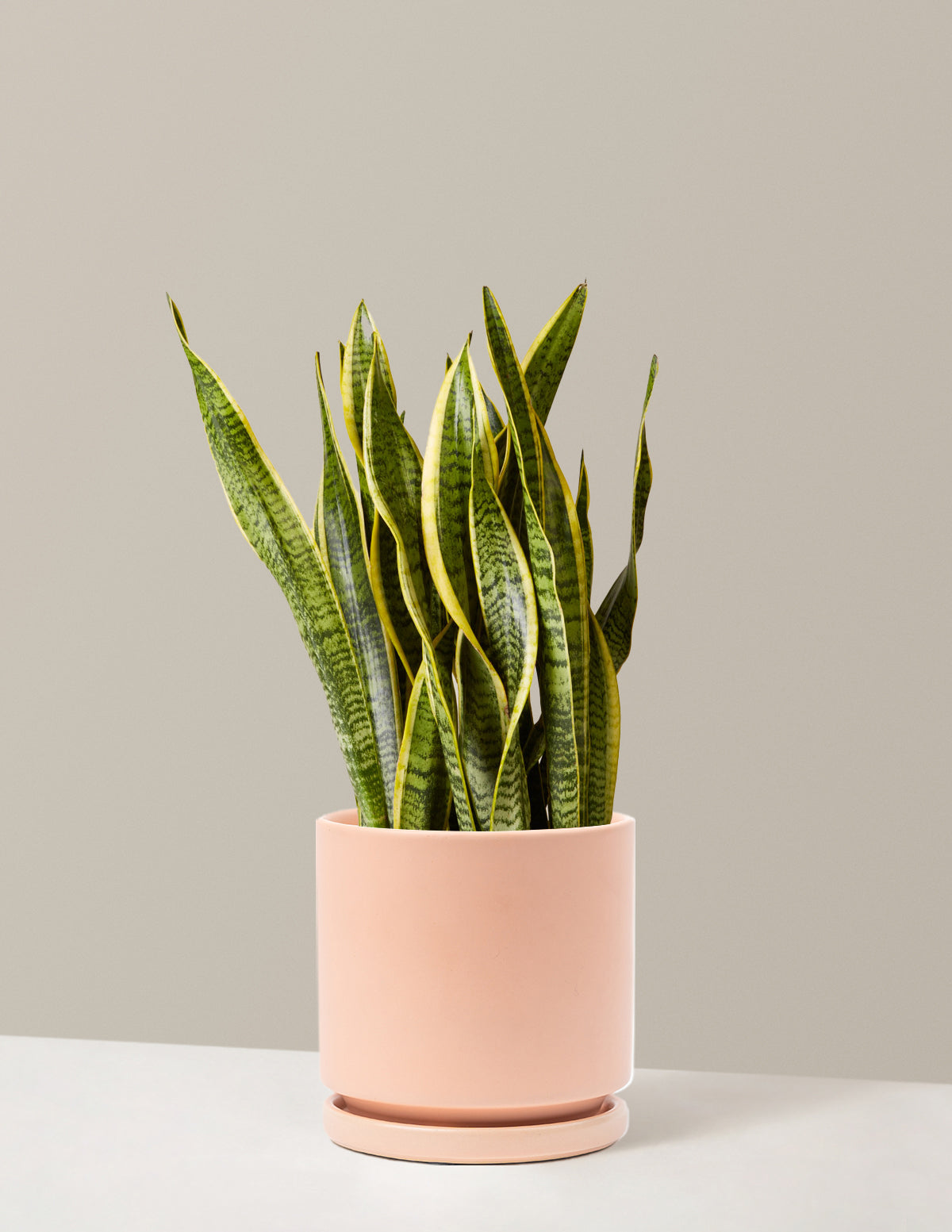 Snake Plant Laurentii