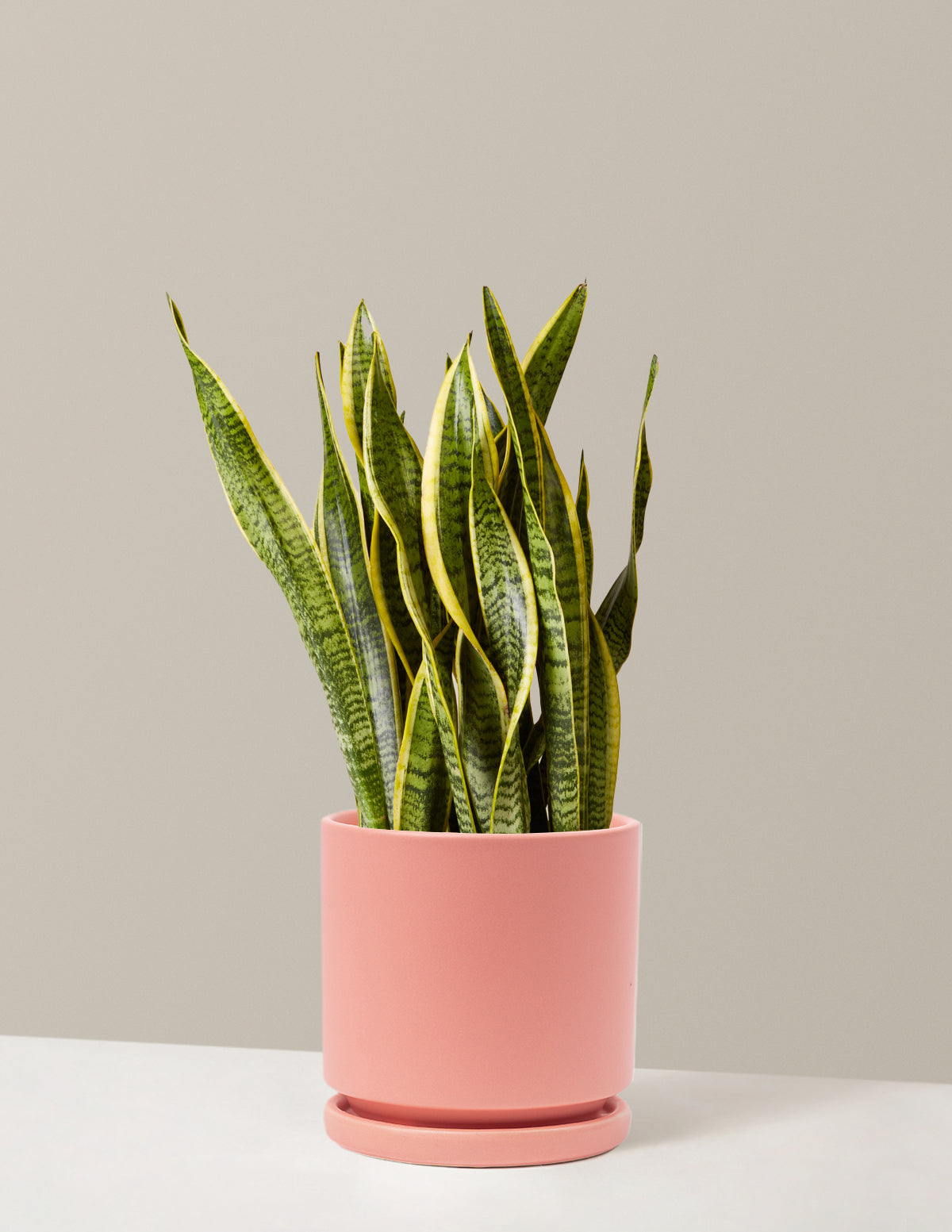 Snake Plant Laurentii