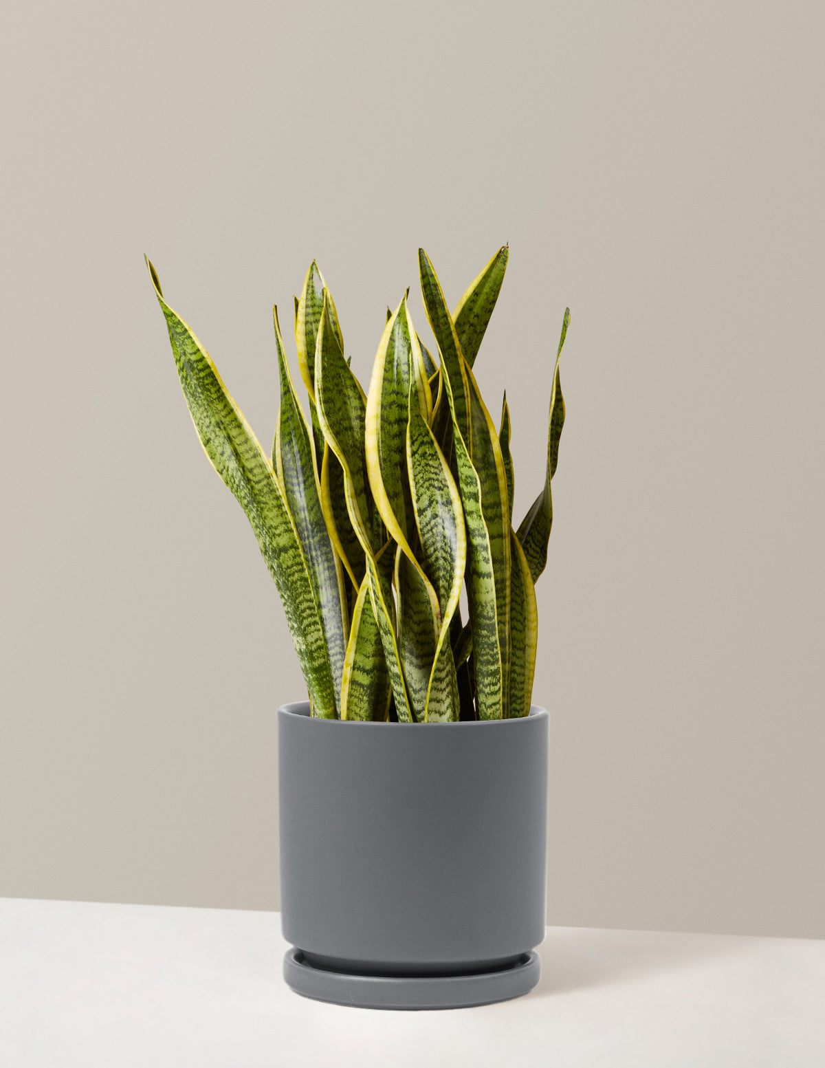 Snake Plant Laurentii