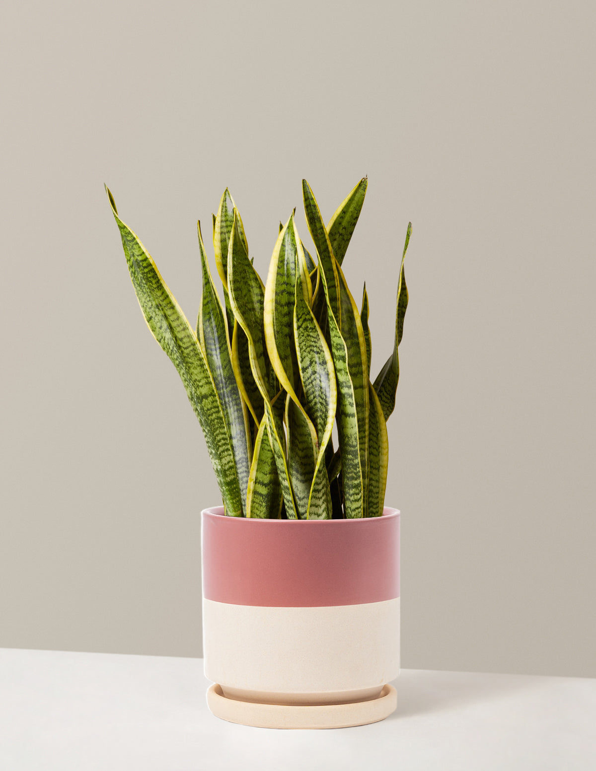 Snake Plant Laurentii