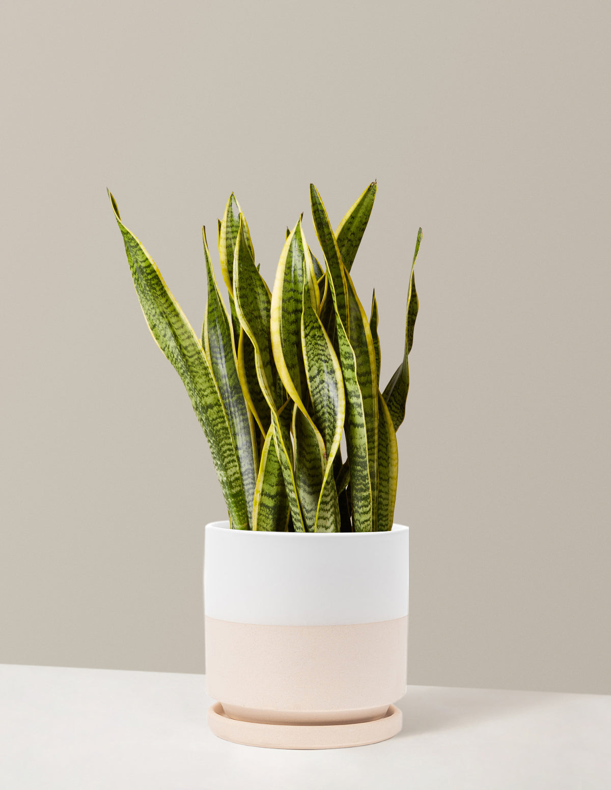Snake Plant Laurentii