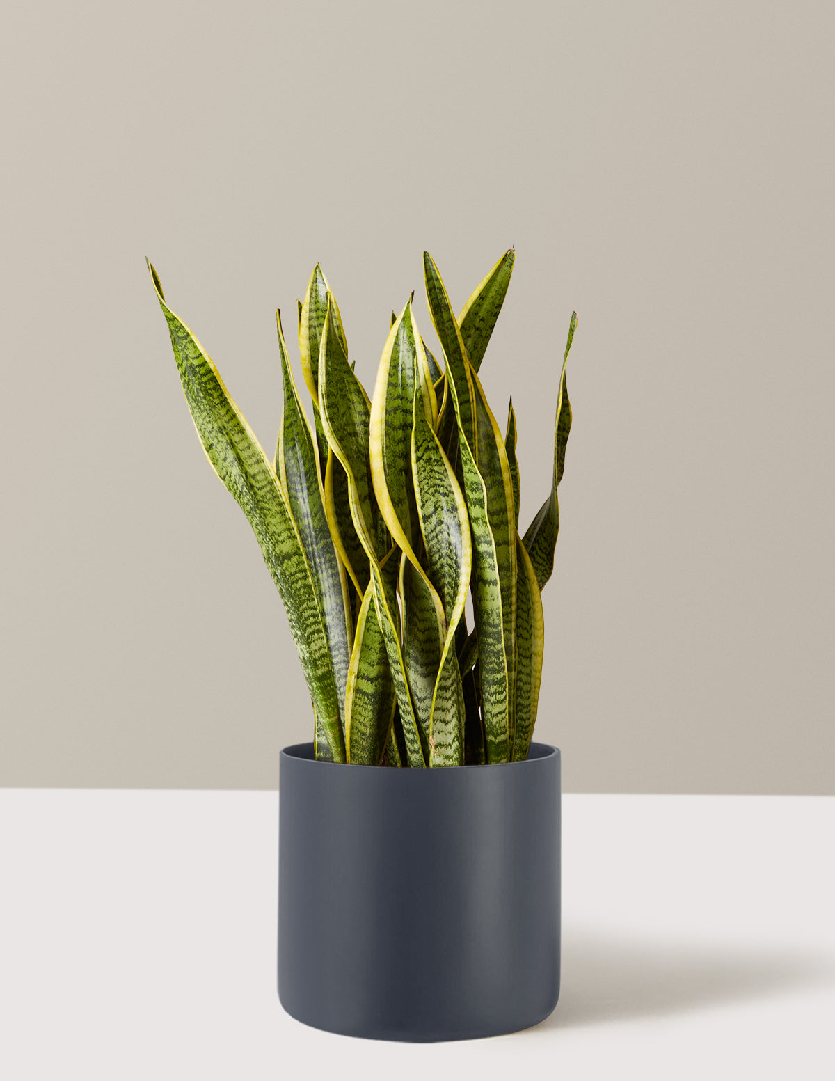 Snake Plant Laurentii