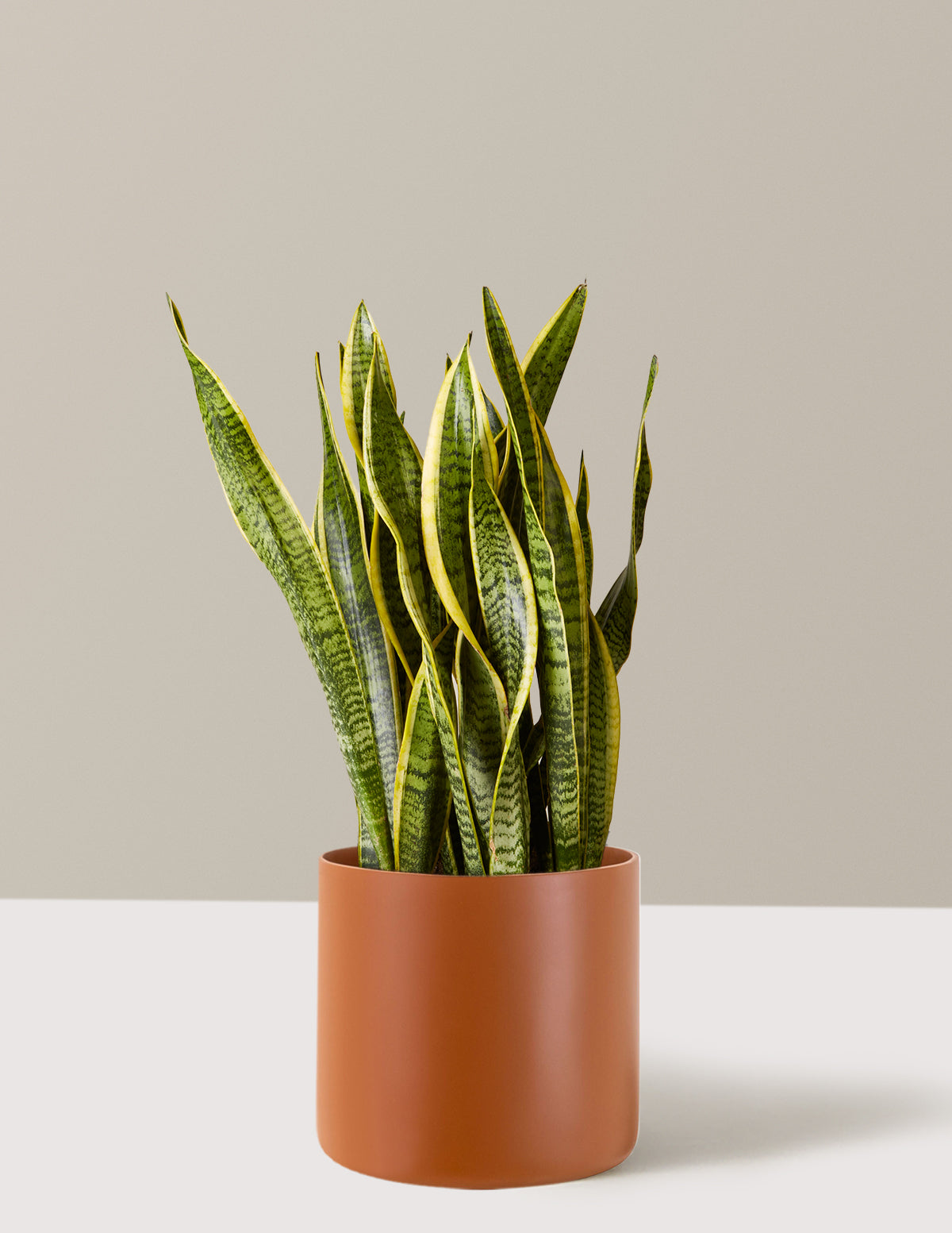 Snake Plant Laurentii