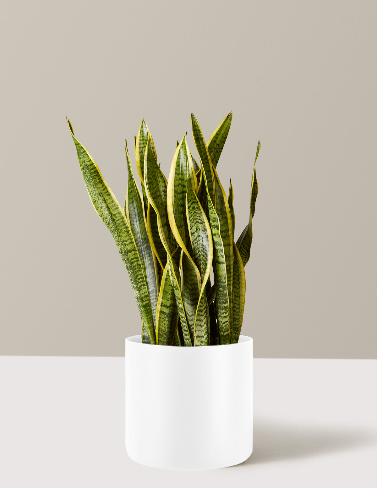 Snake Plant Laurentii
