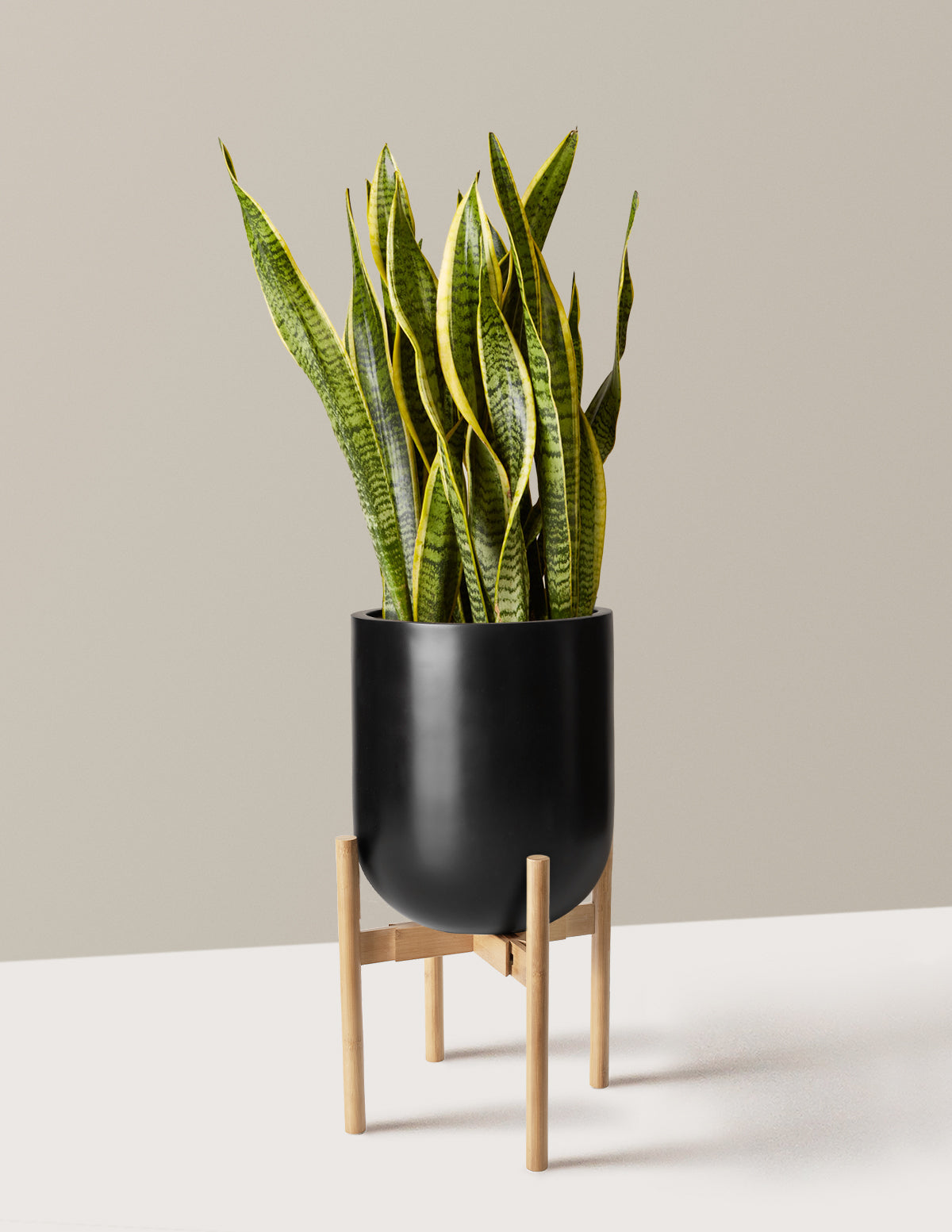Snake Plant Laurentii