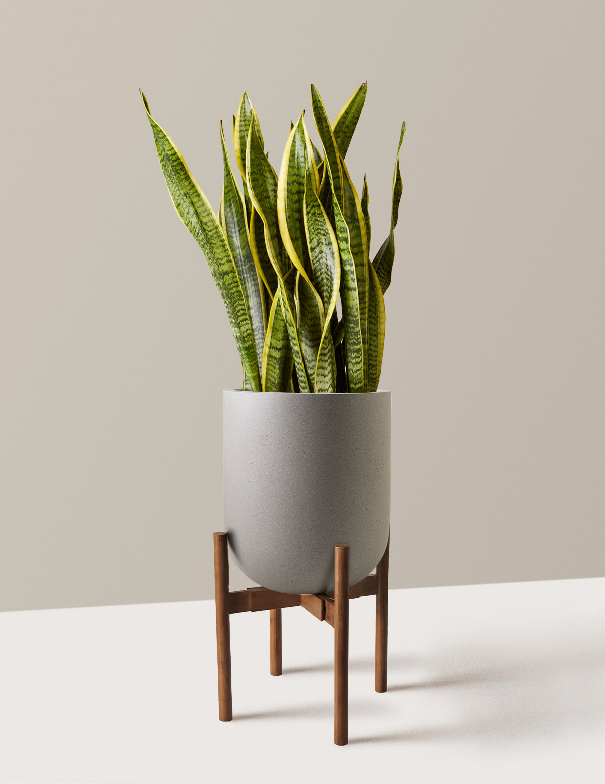 Snake Plant Laurentii