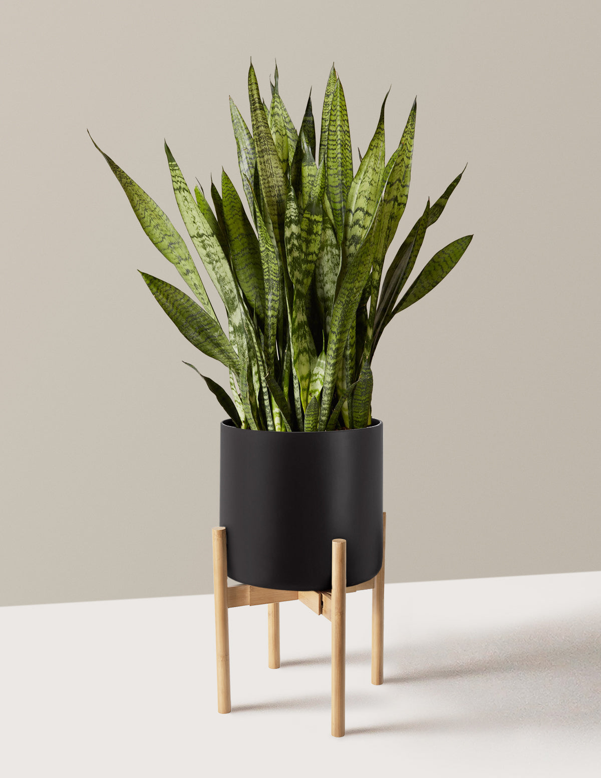 Snake Plant Zeylanica