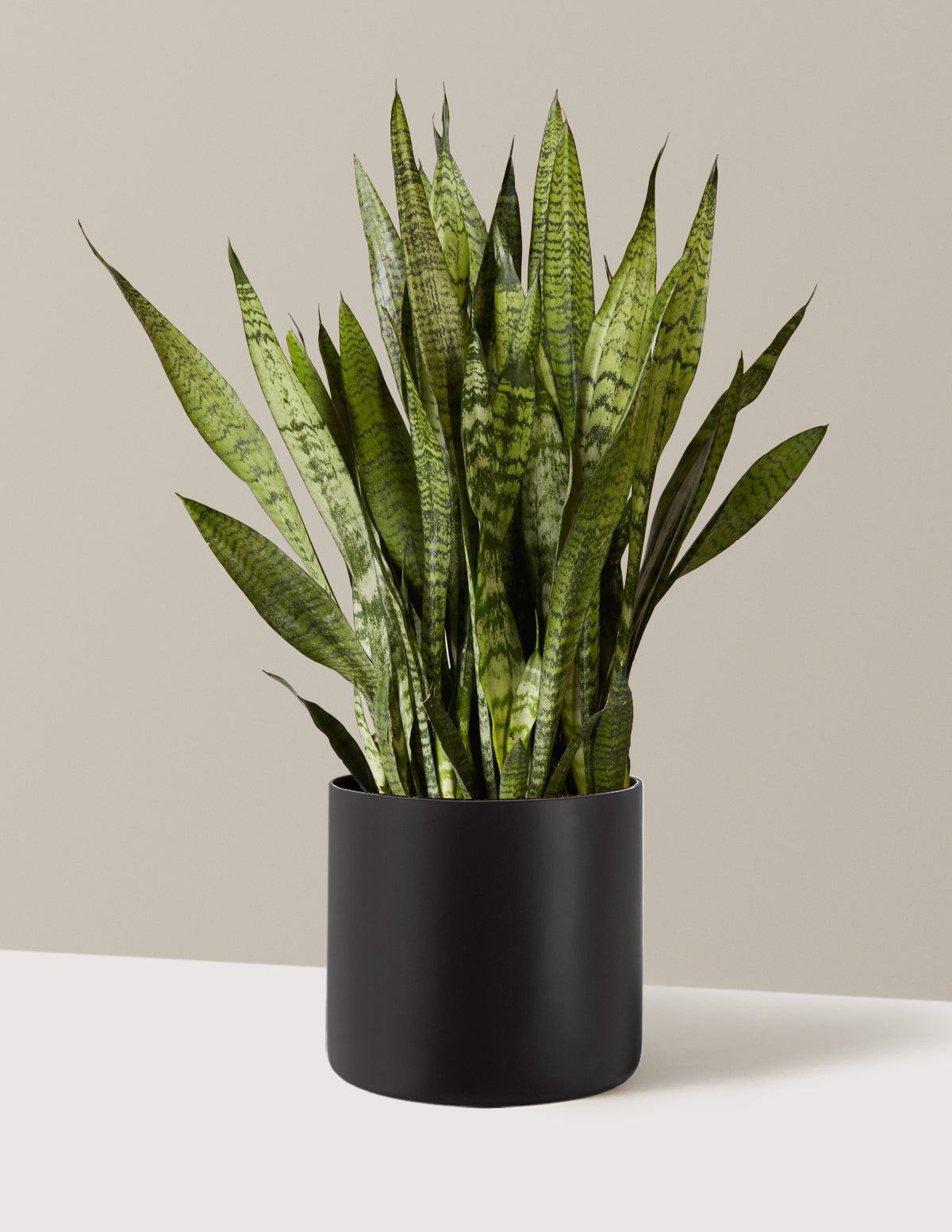 Snake Plant Zeylanica
