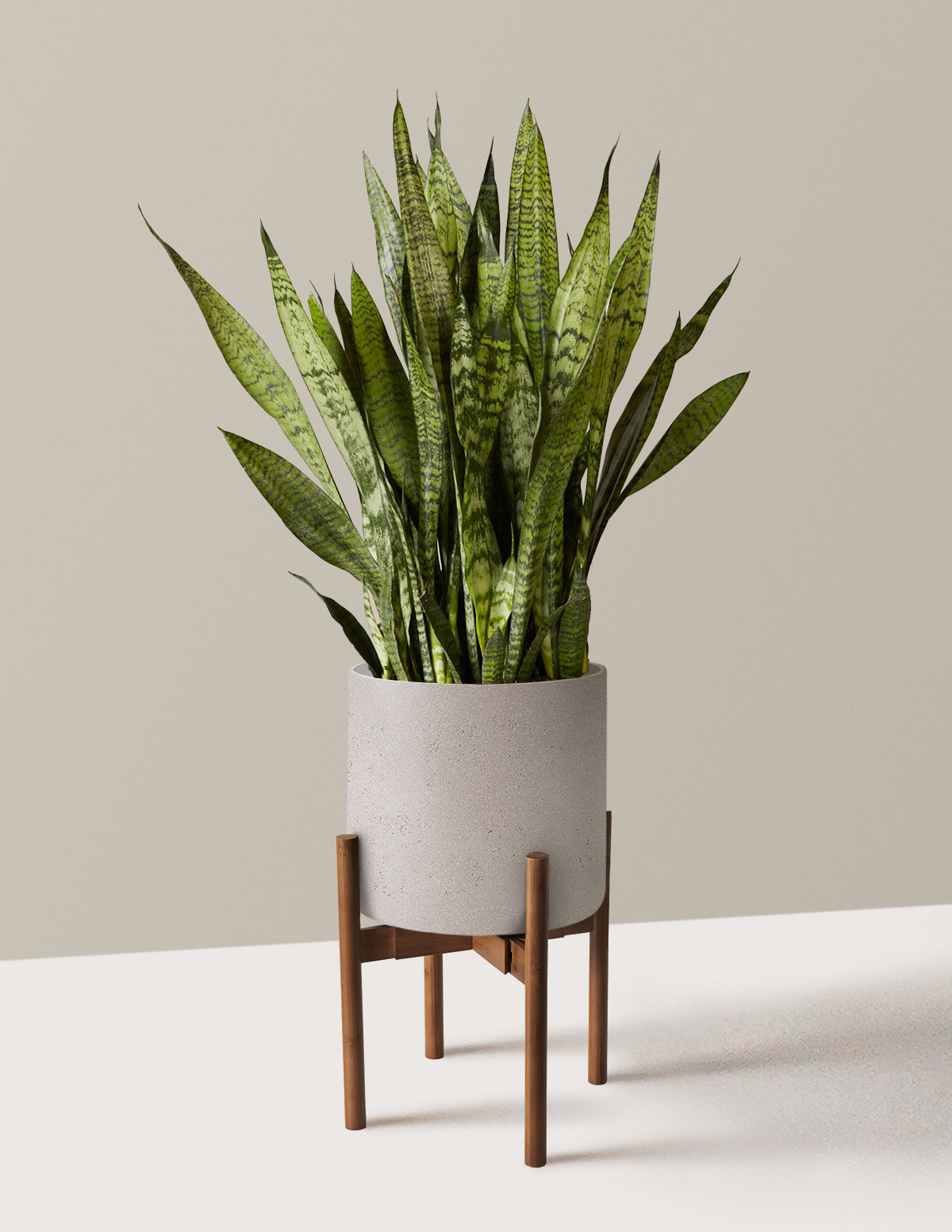 Snake Plant Zeylanica