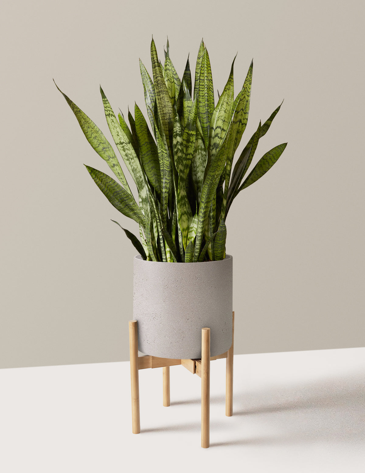 Snake Plant Zeylanica