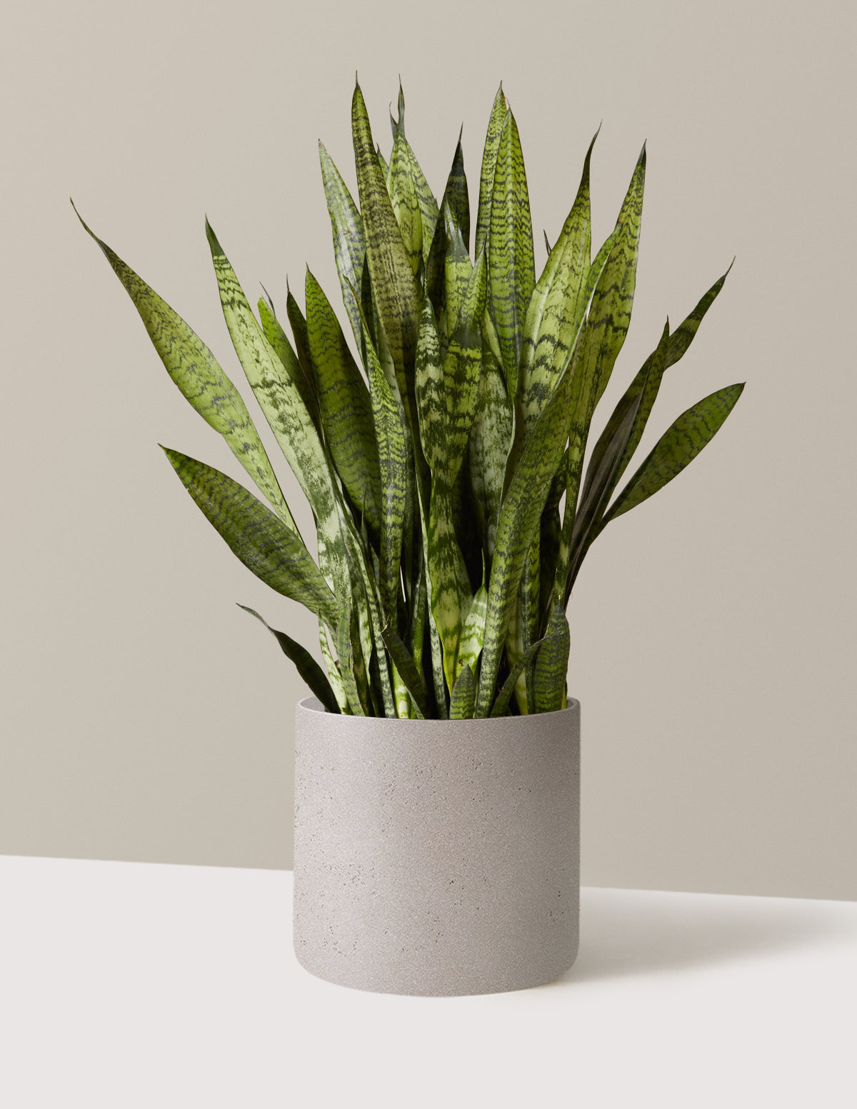 Snake Plant Zeylanica