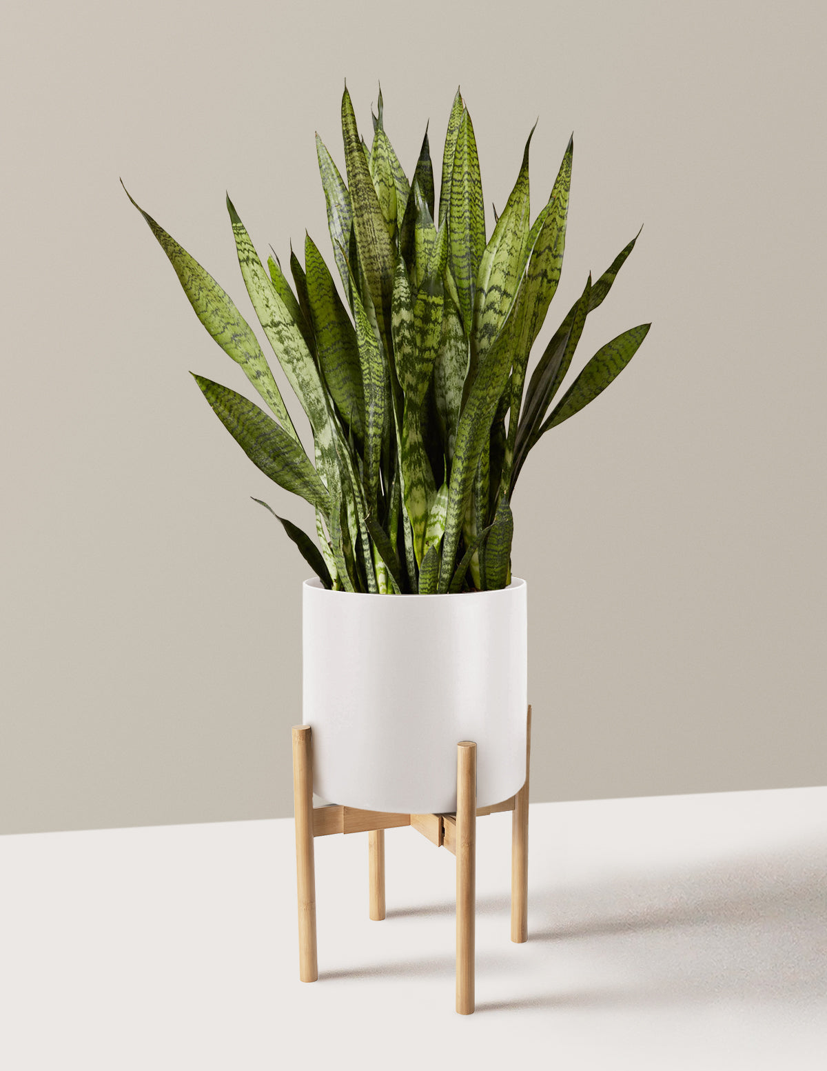 Snake Plant Zeylanica