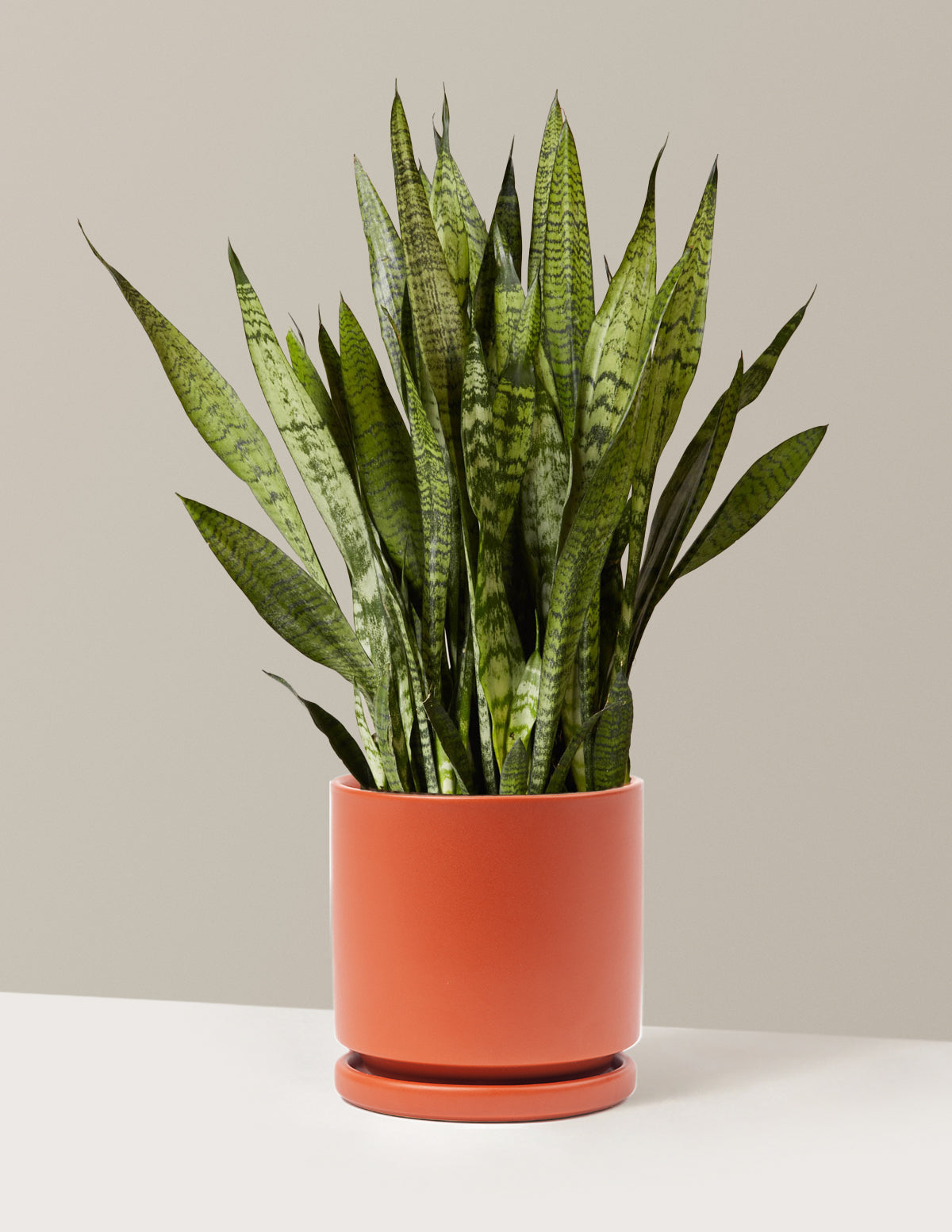 Snake Plant Zeylanica
