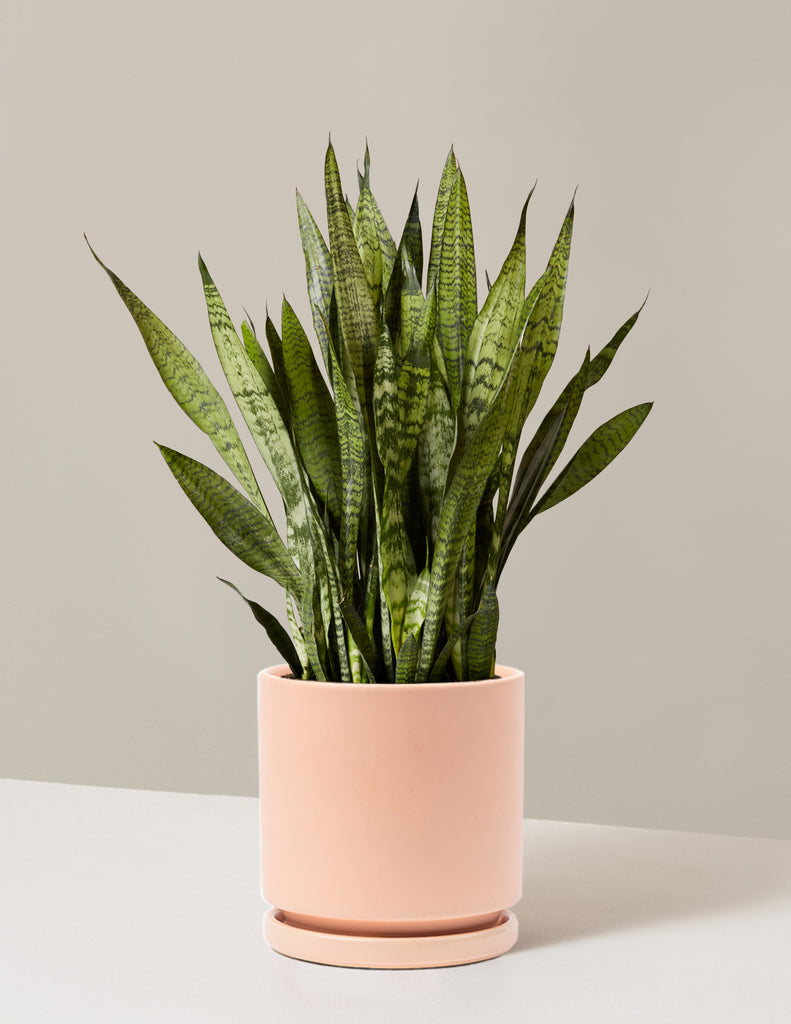 How to care for a Snake Plant Zeylanica