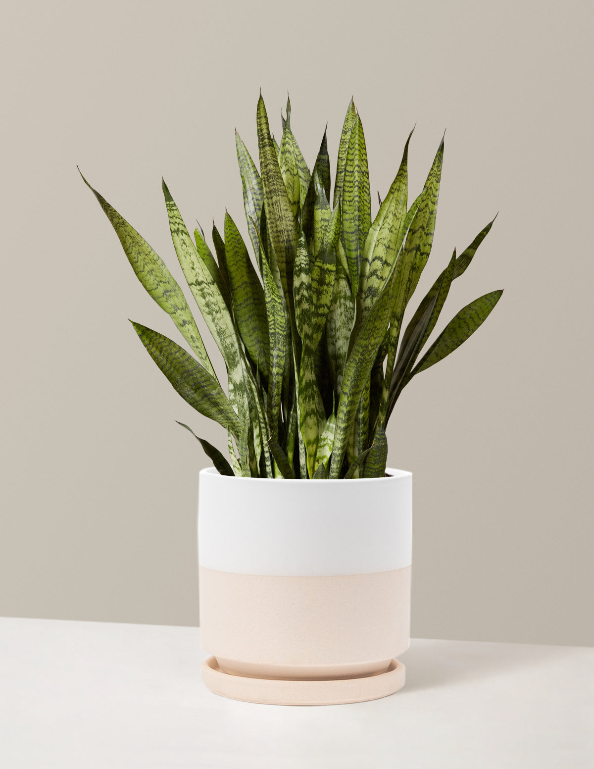 Snake Plant Zeylanica