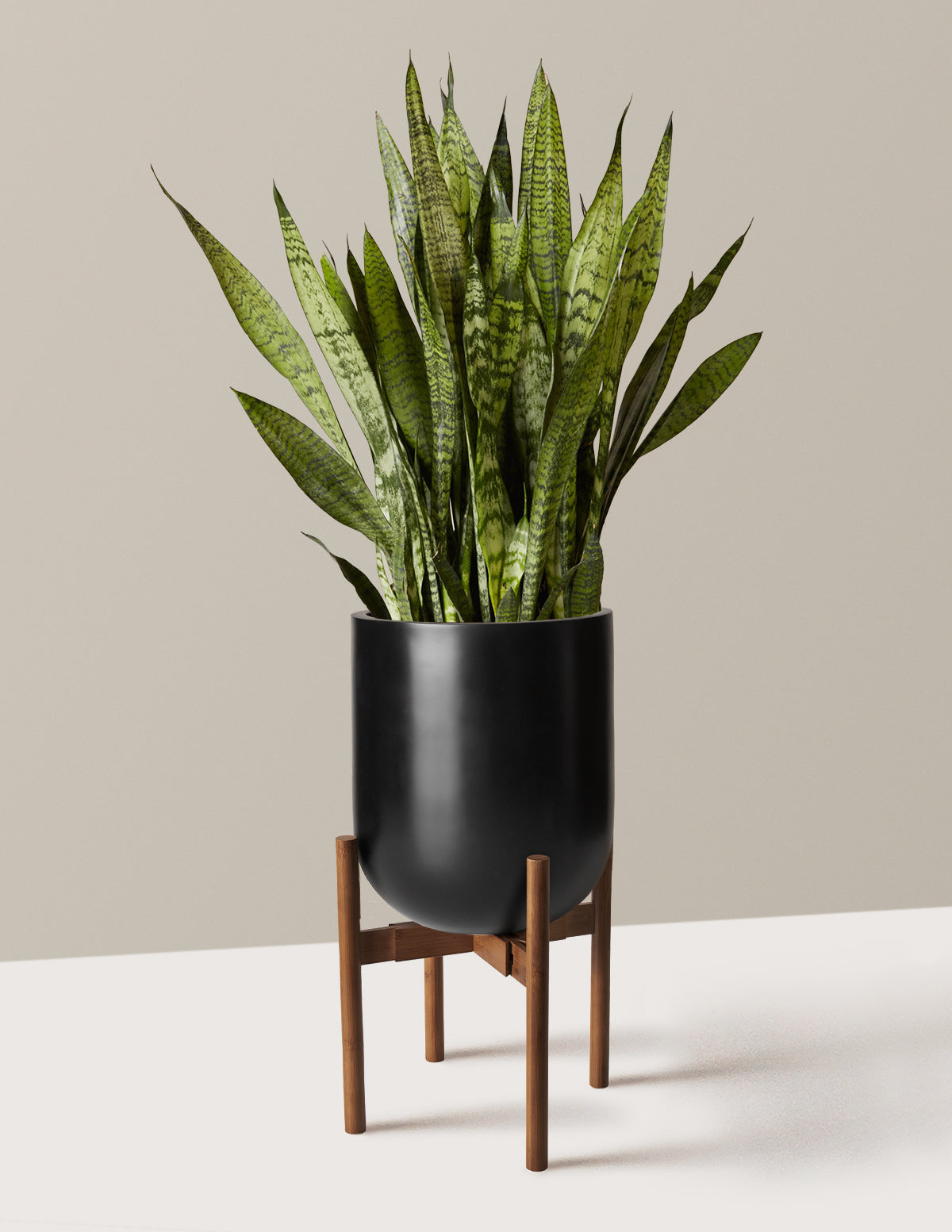 Snake Plant Zeylanica