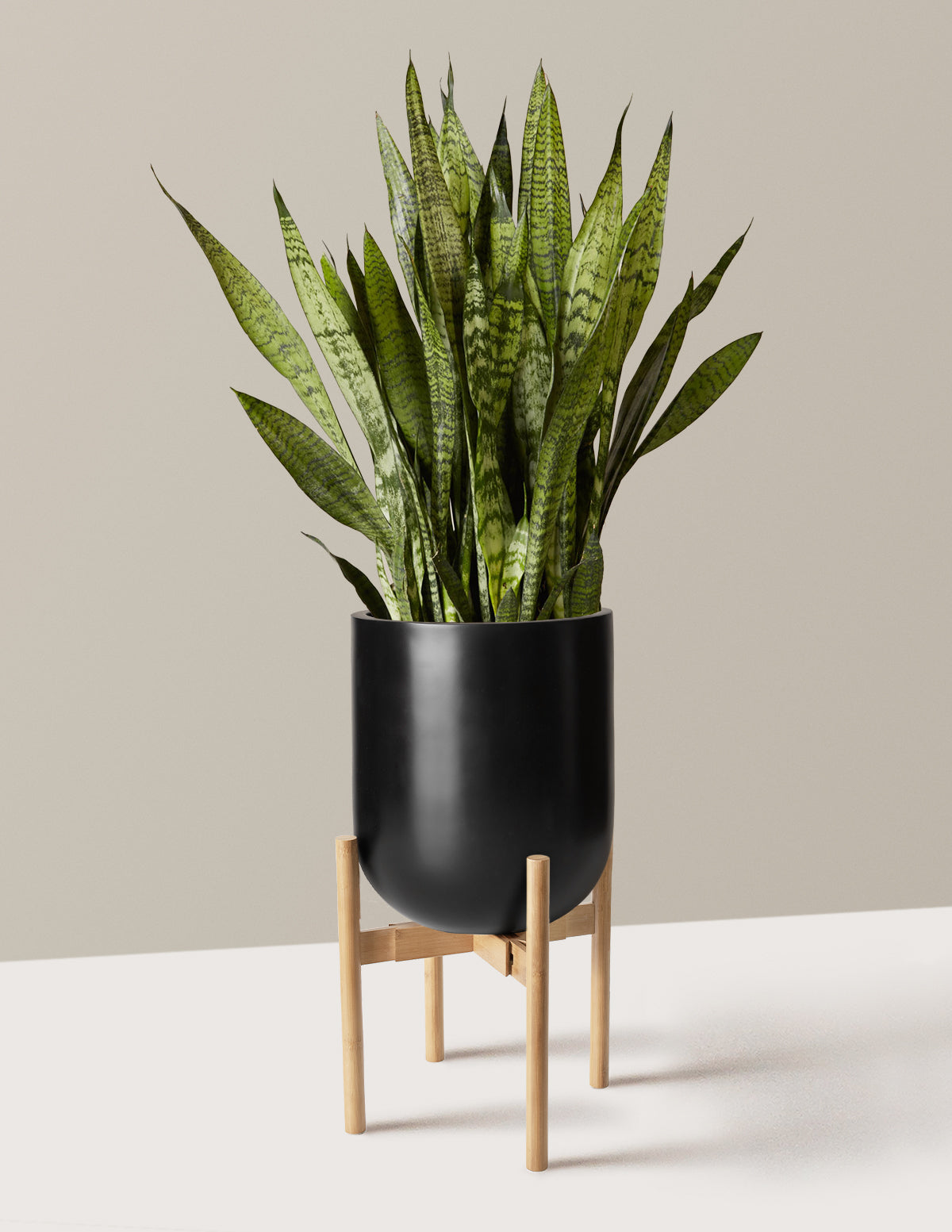Snake Plant Zeylanica