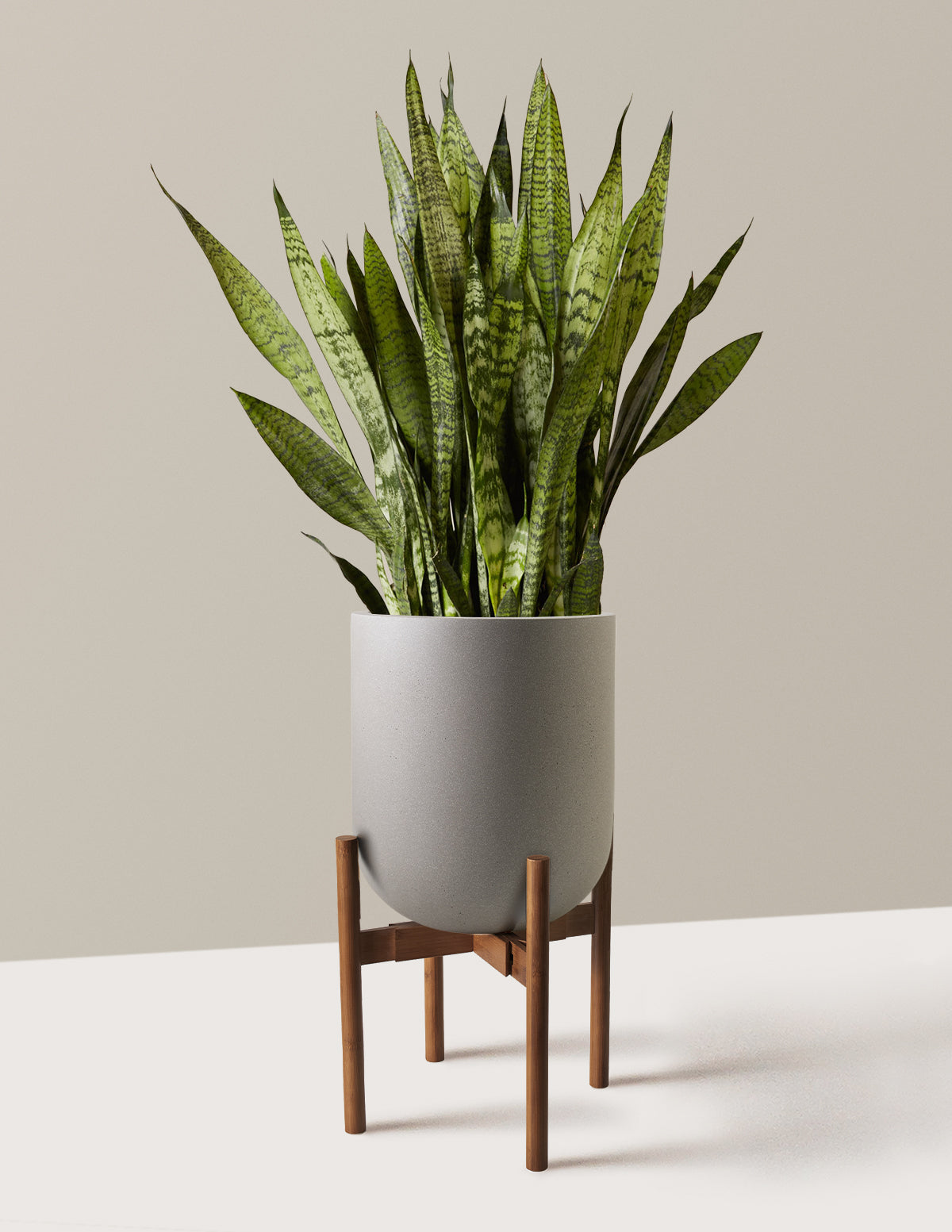 Snake Plant Zeylanica