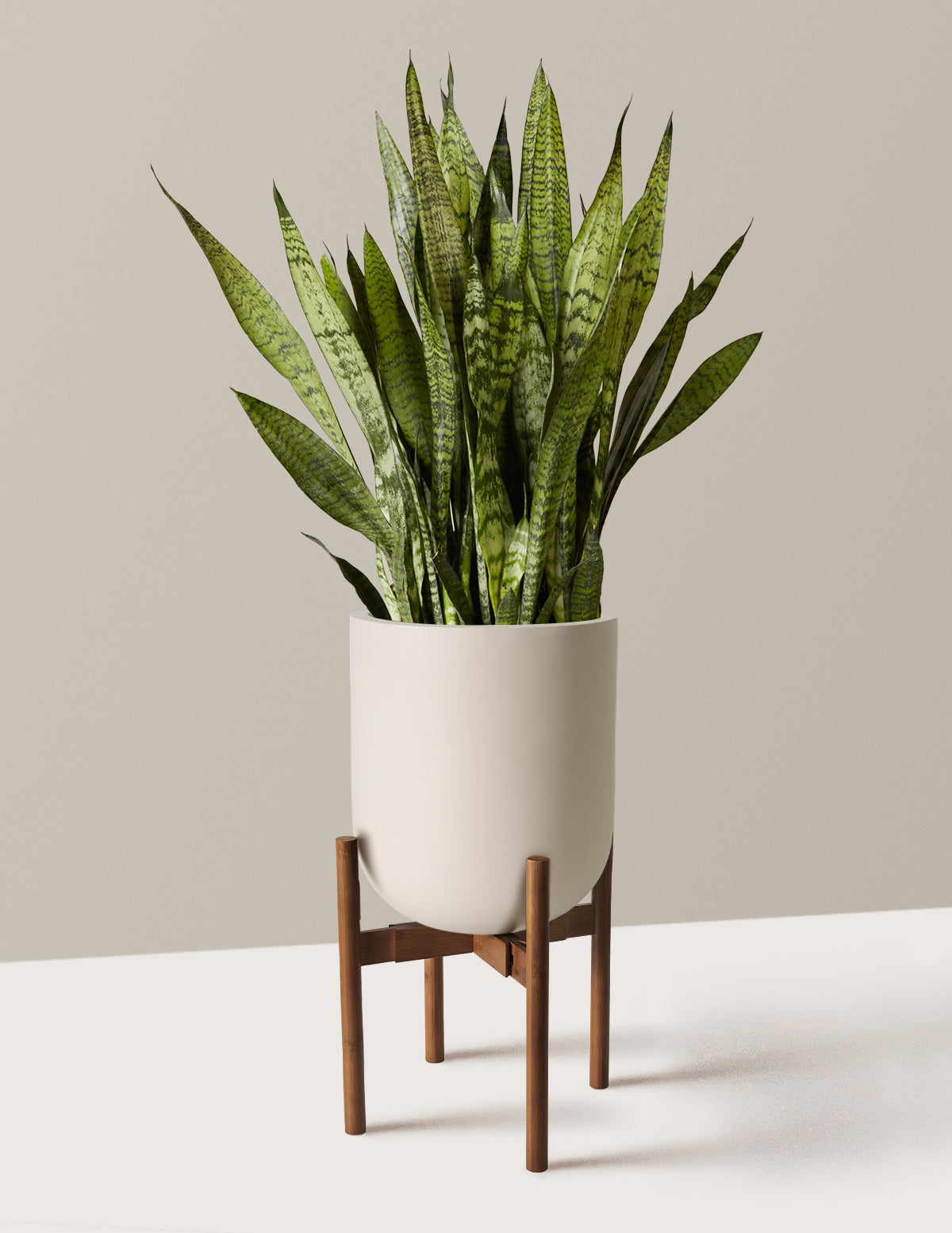 Snake Plant Zeylanica