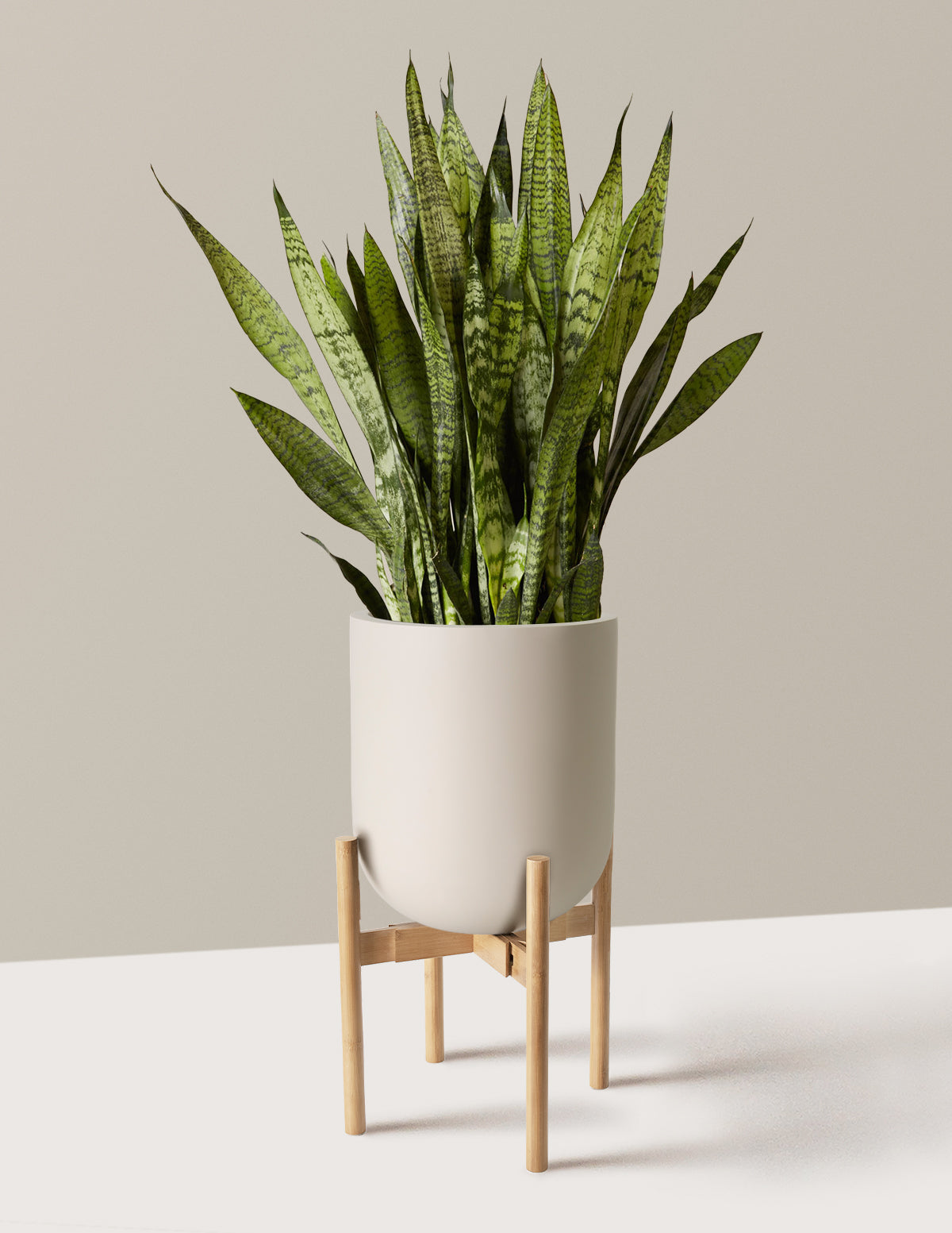 Snake Plant Zeylanica