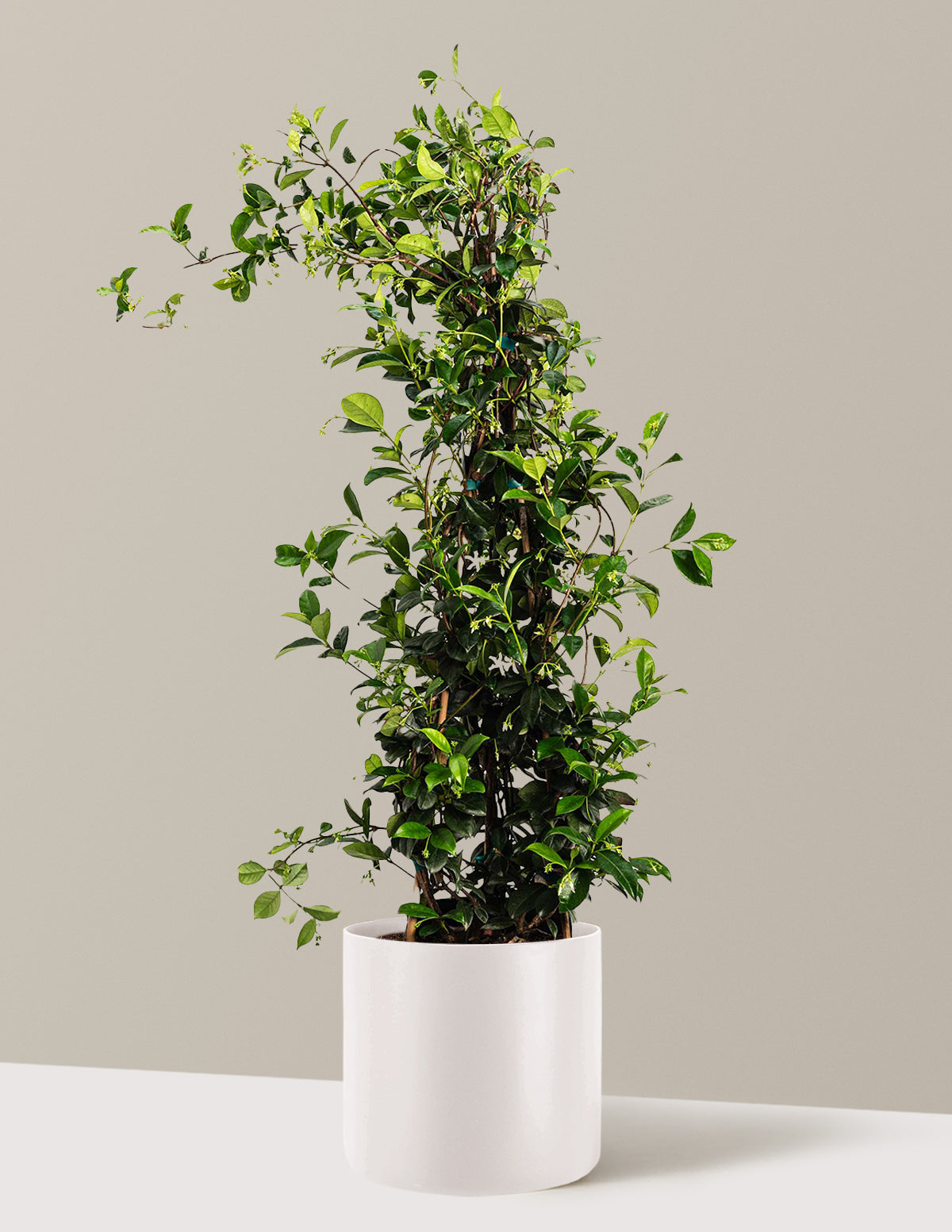 Star Jasmine