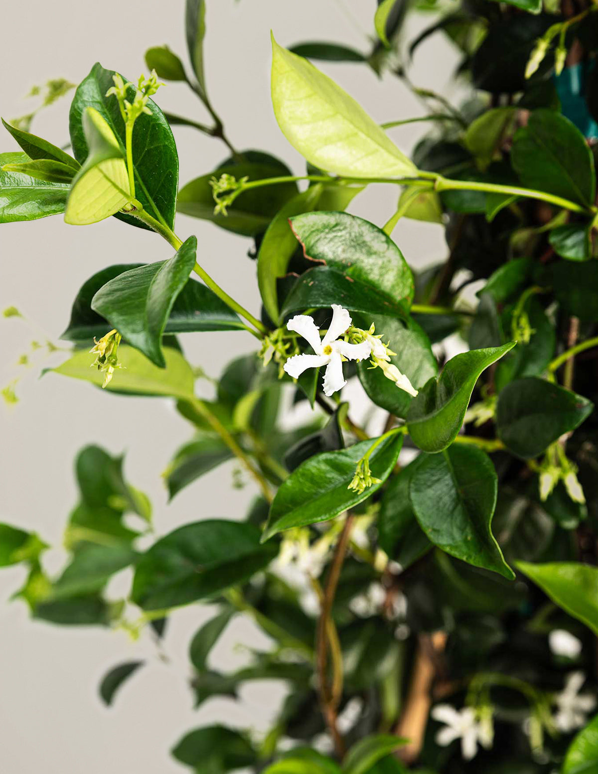 jasmine house plants for sale Star Jasmine