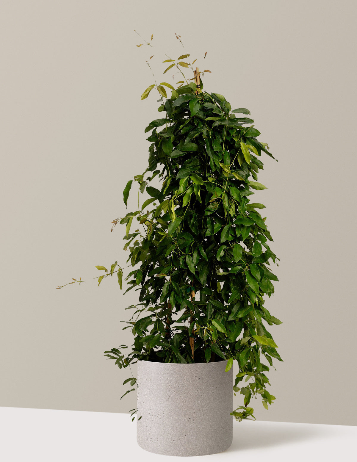 Tangerine Beauty Crossvine