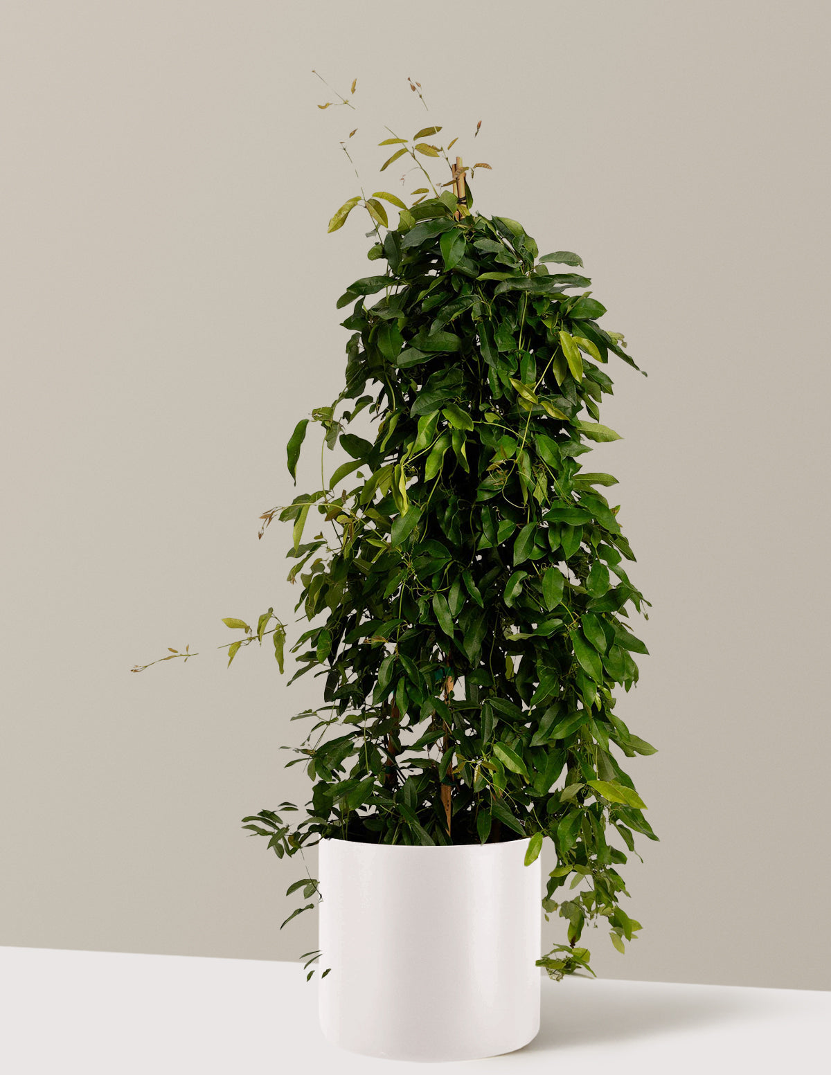 Tangerine Beauty Crossvine