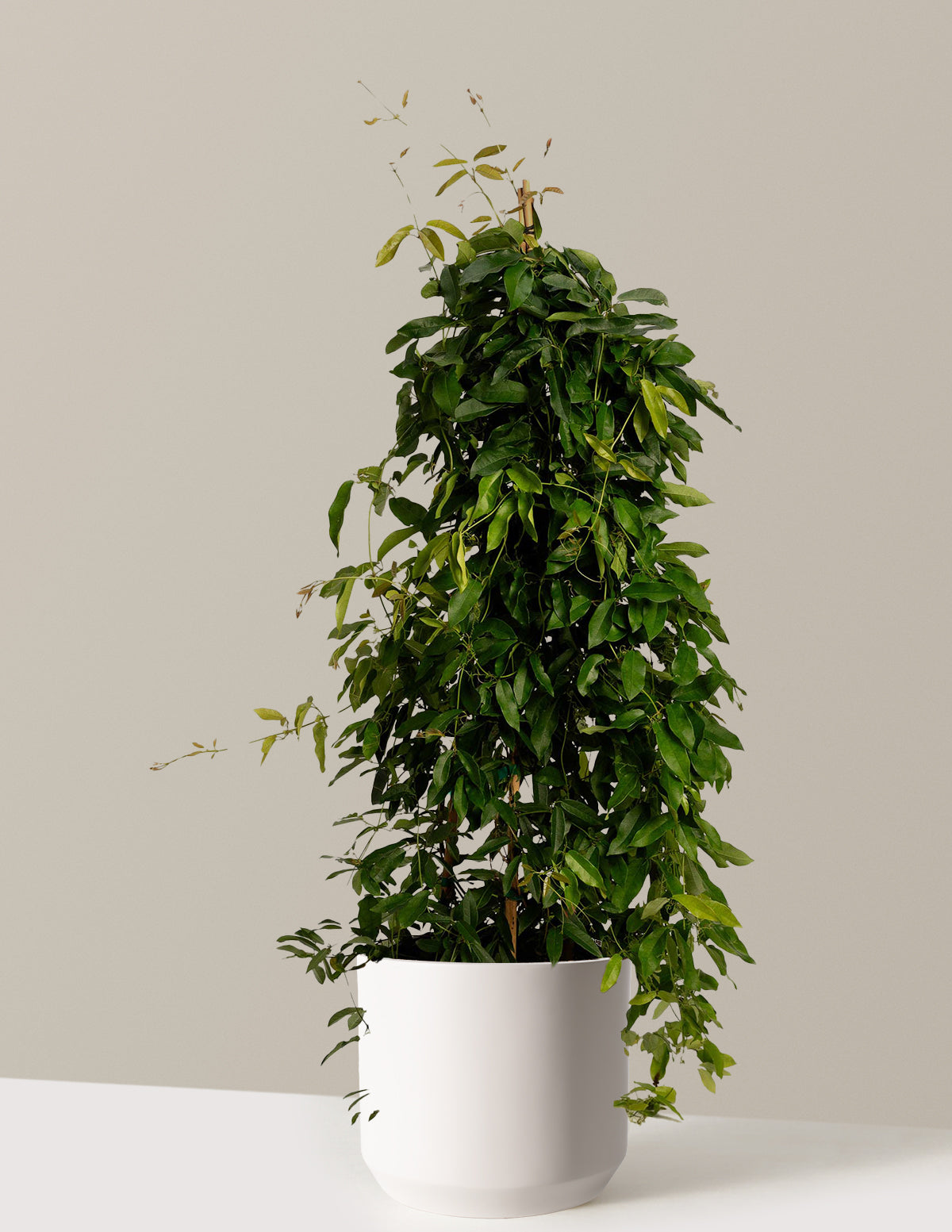 indoor tangerine plant Tangerine Beauty Crossvine