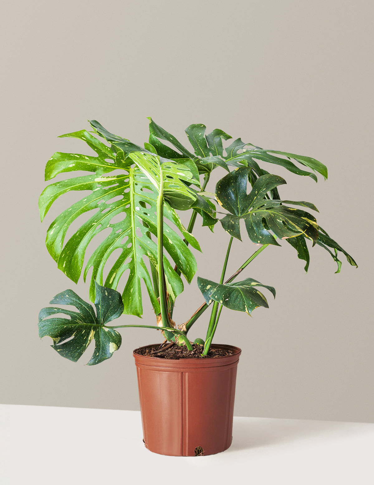 Monstera Thai Constellation