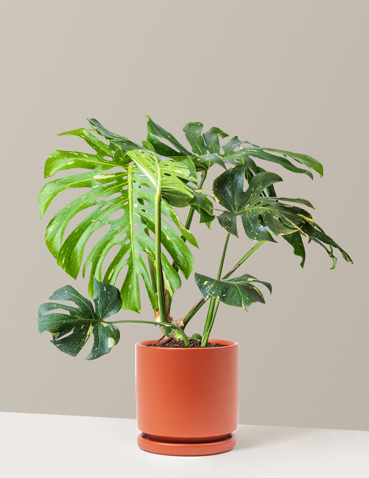 Monstera Thai Constellation