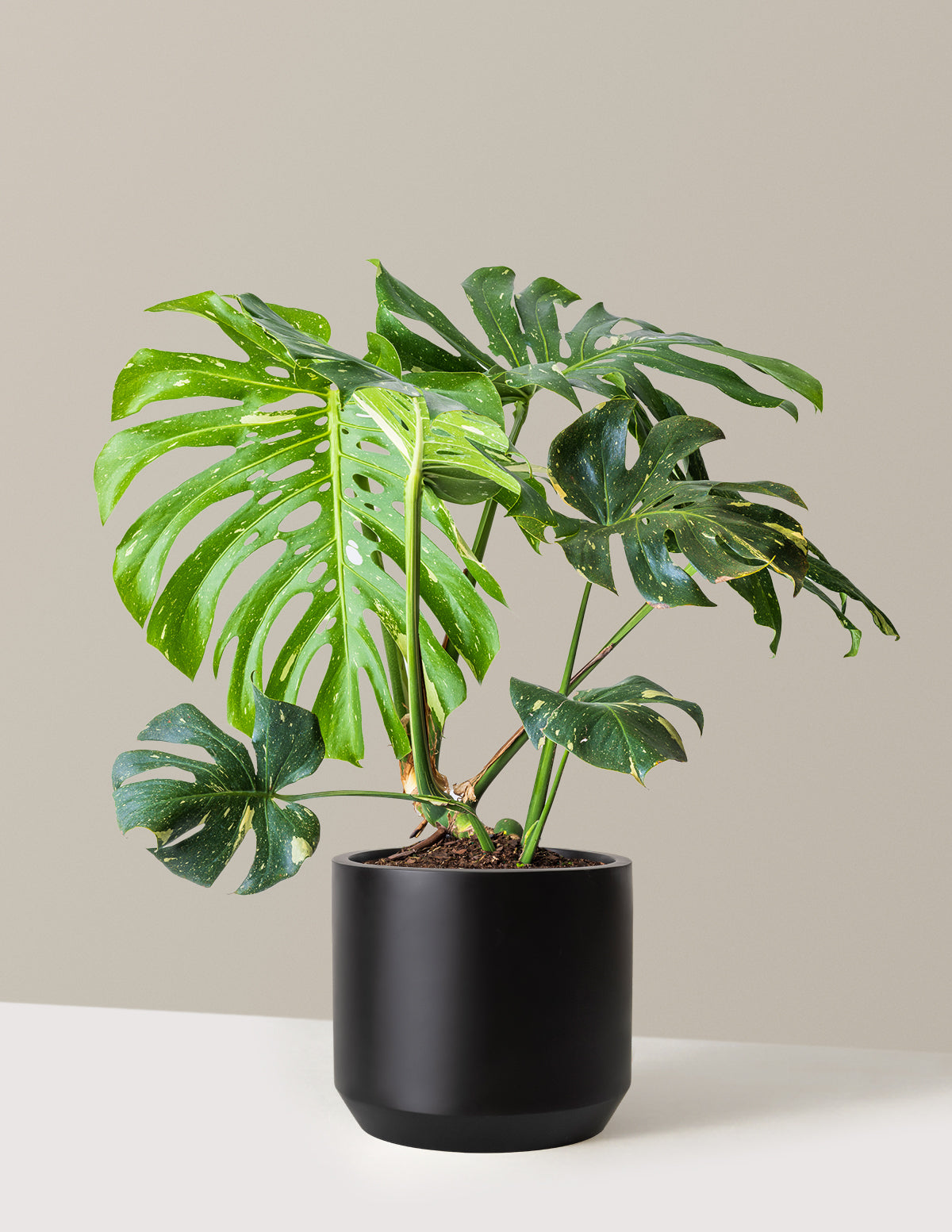 Monstera Thai Constellation