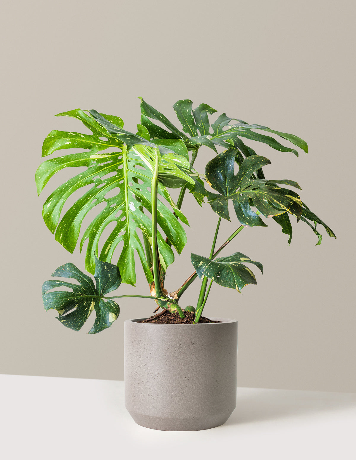 Monstera Thai Constellation