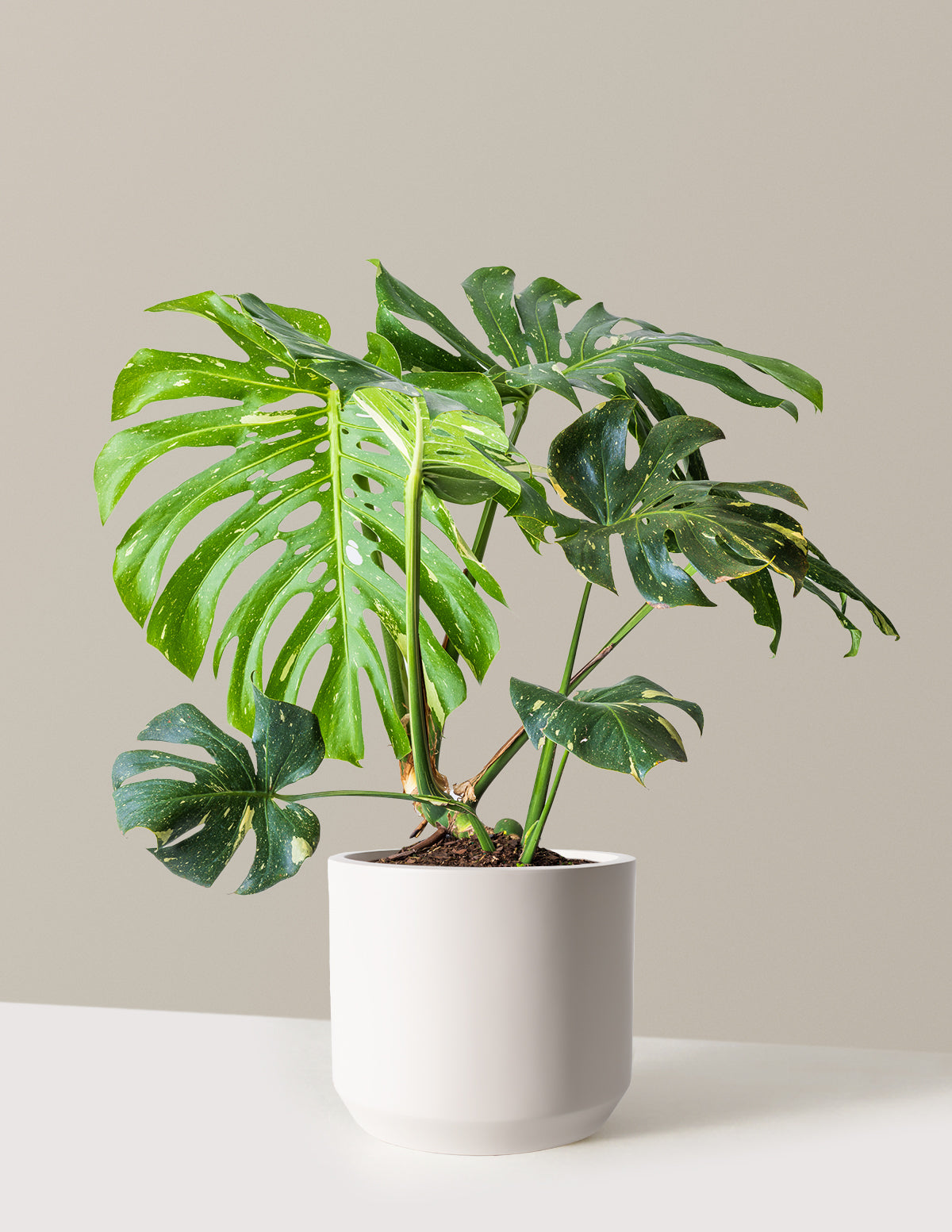Monstera Thai Constellation