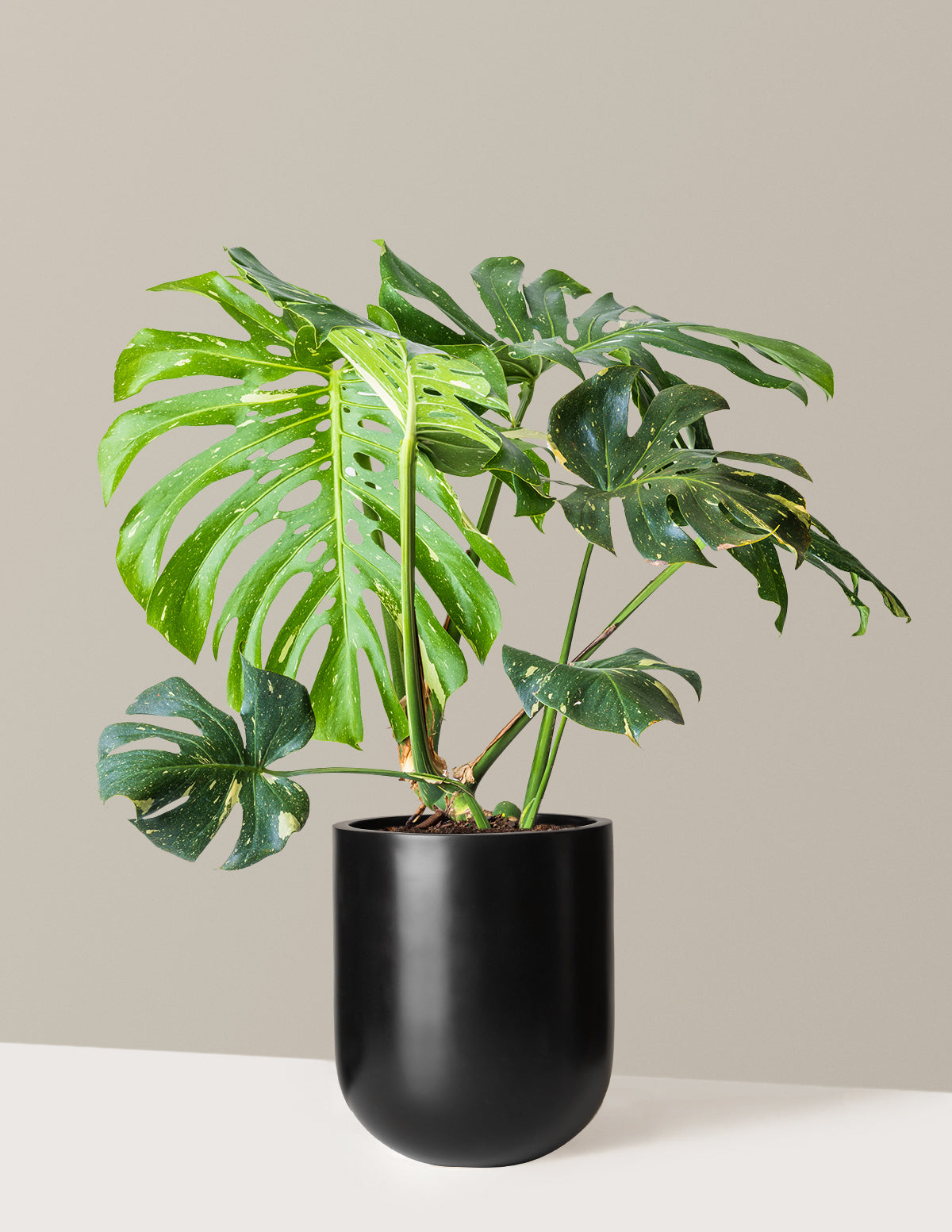 Monstera Thai Constellation