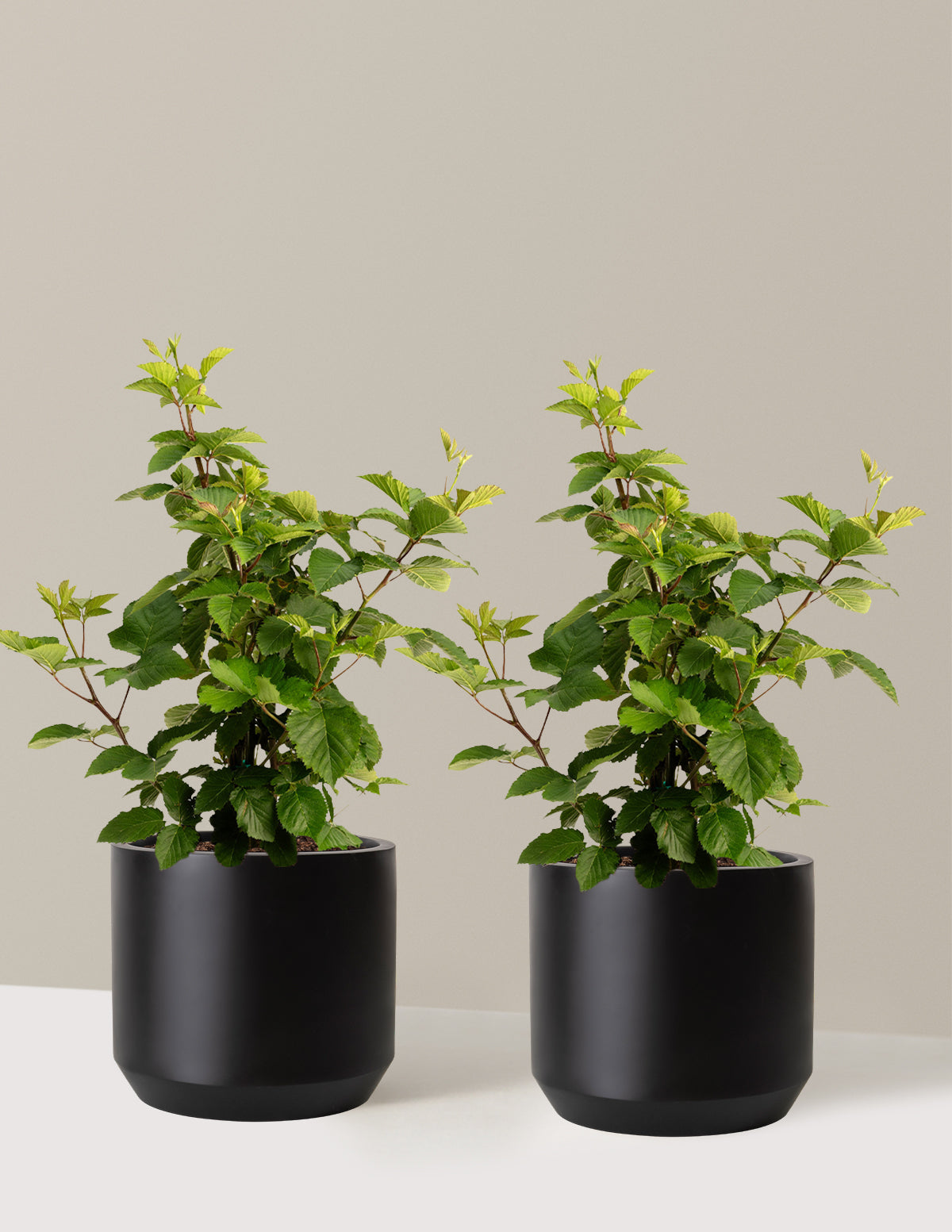 Thornless Blackberry Bush