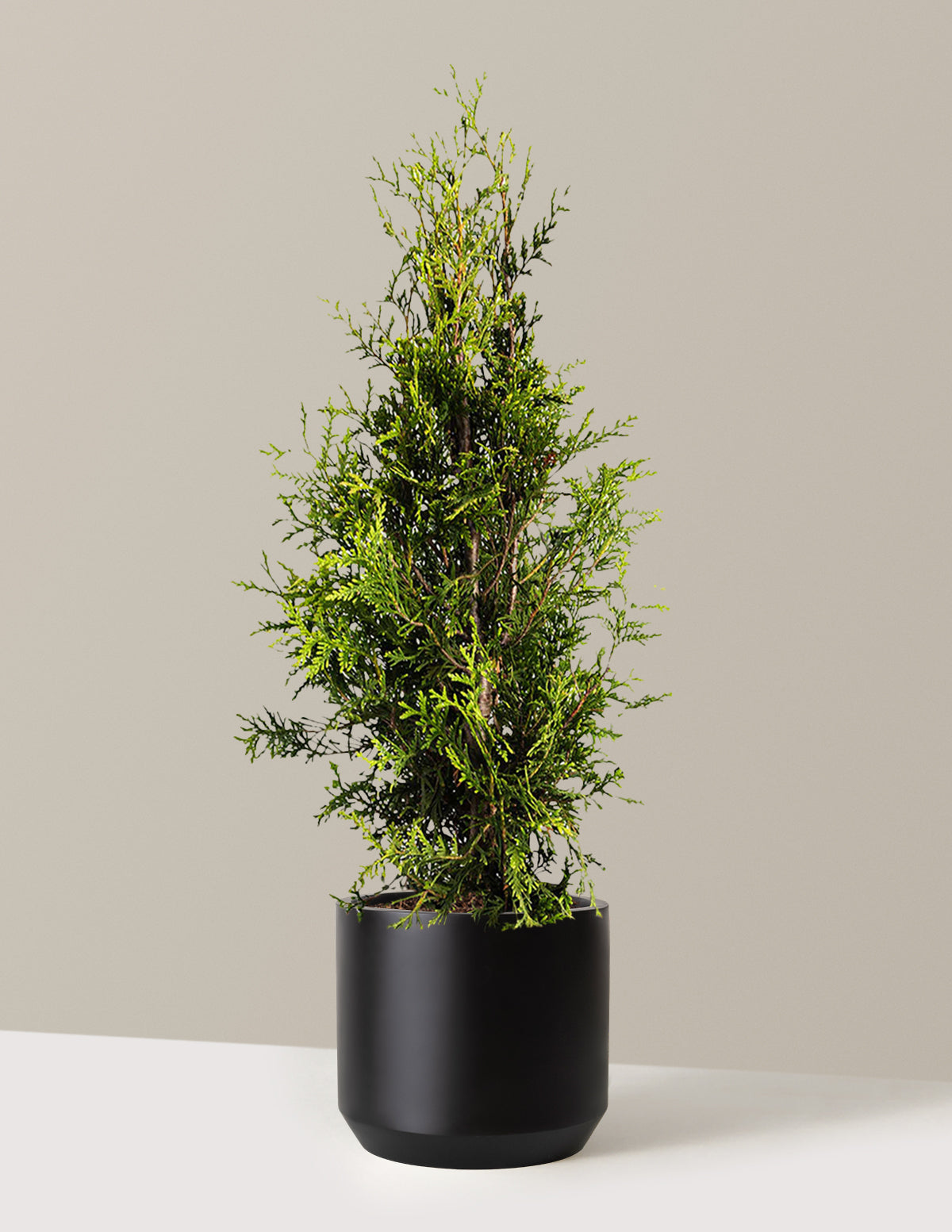 thuja indoor plant Thuja Green Giant | 4-5 ft